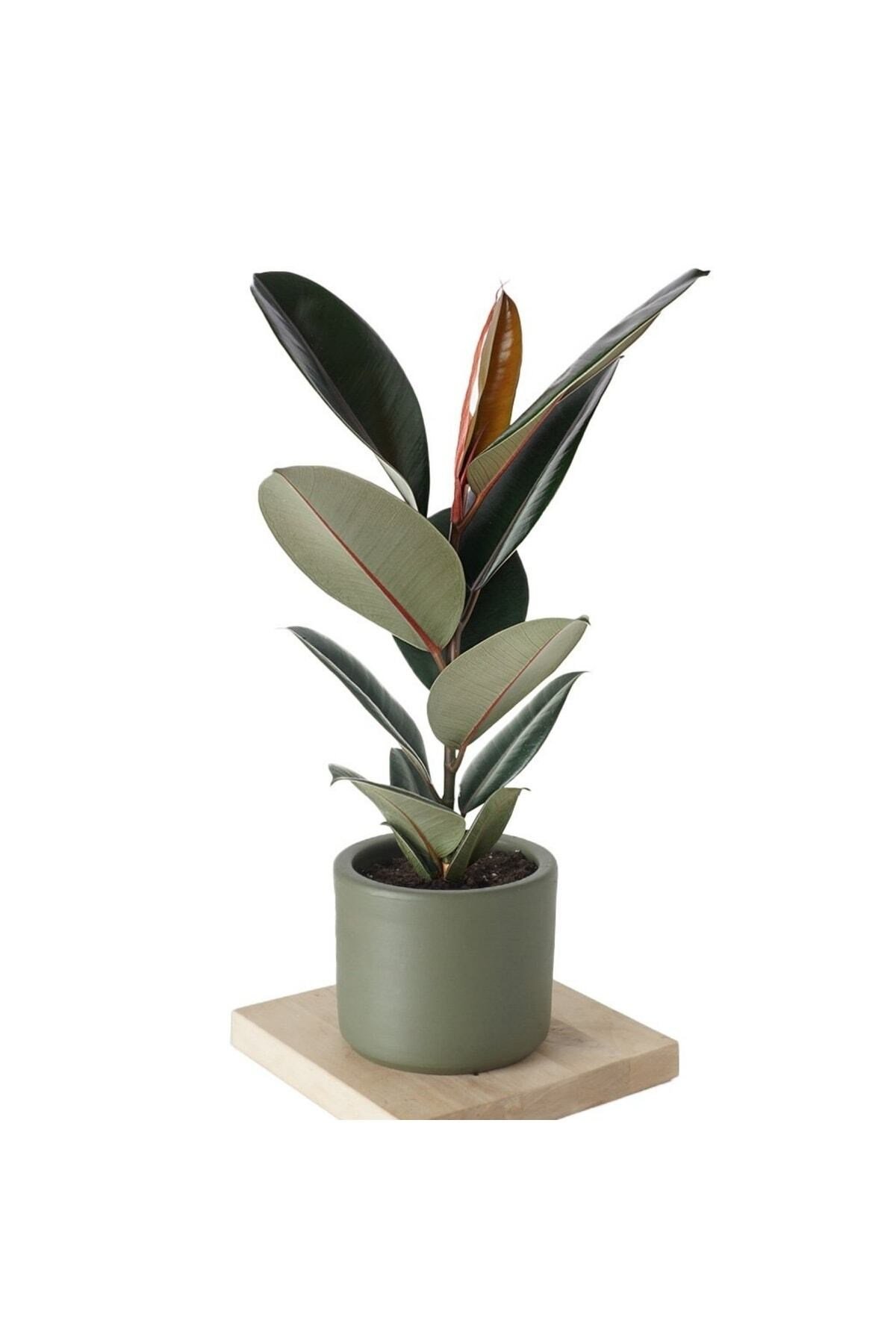 Özel Gri Saksıda Ficus Elastica (kauçuk Bitkisi) Large