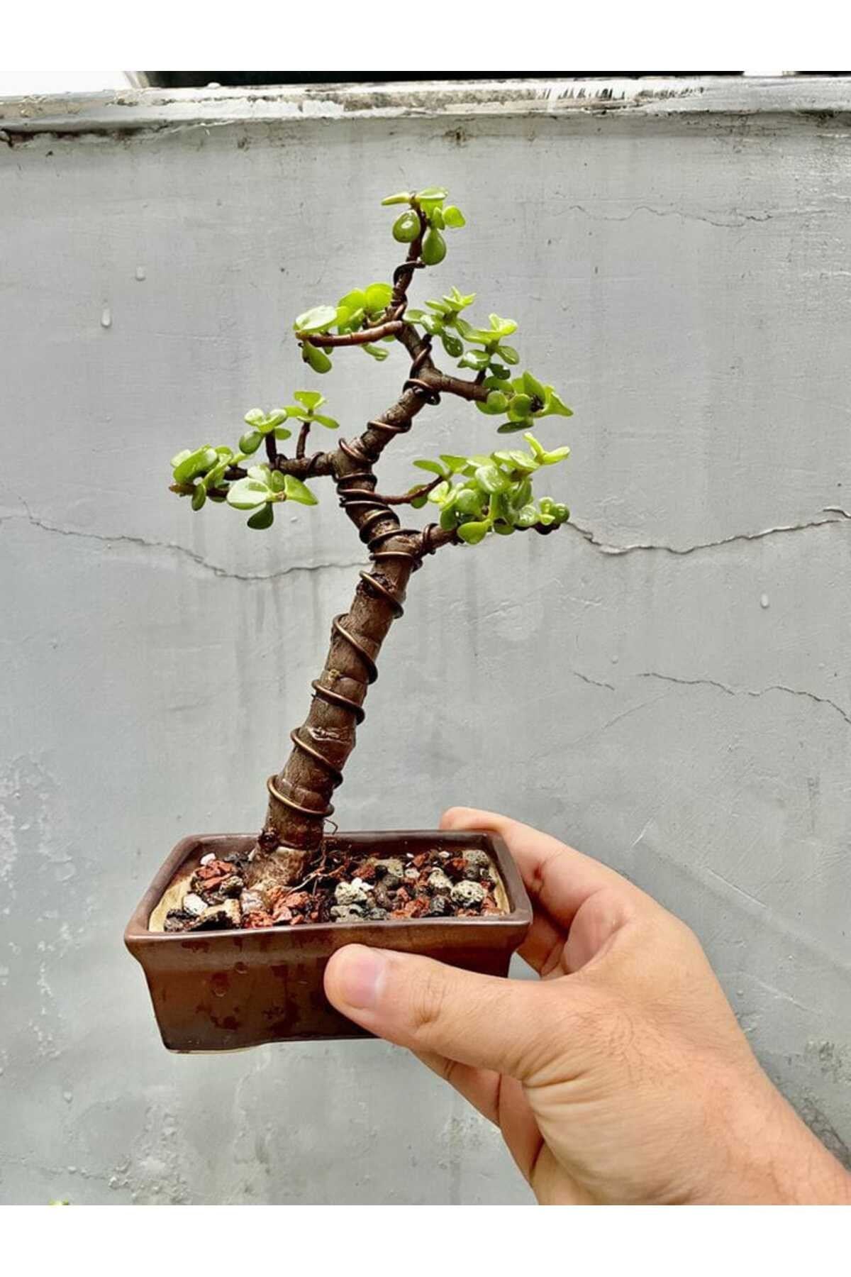 Özel saksıda para bonsai şans ağacı