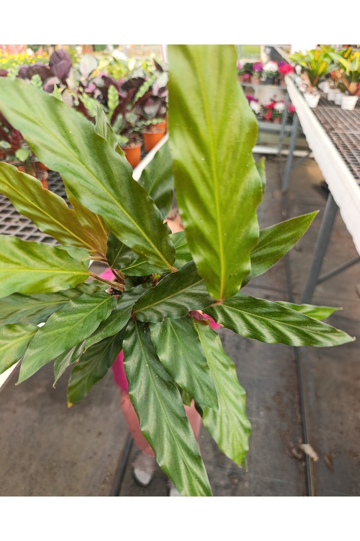[Özel Üretim] Calathea Triostar (Dua Çiçeği) 14 cm Saksıda - Göz Alıcı Renkler ve Canlılık
