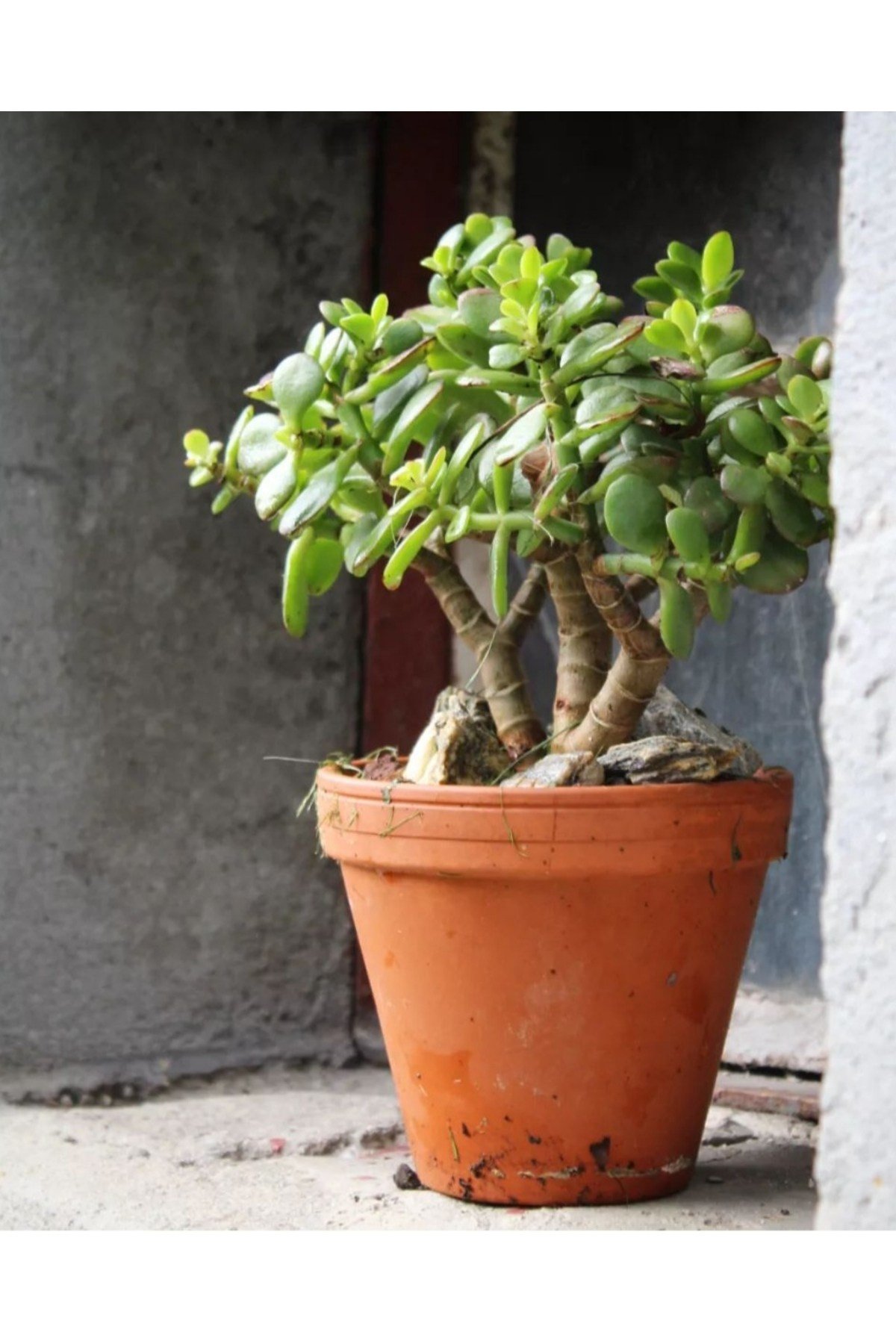 Para ağacı Para çiçeği Bereket ağacı Crassula Ovata Üretim saksısında