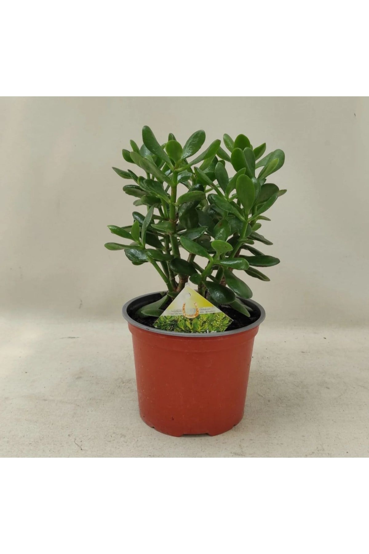 Para ağacı Para çiçeği Bereket ağacı Crassula Ovata