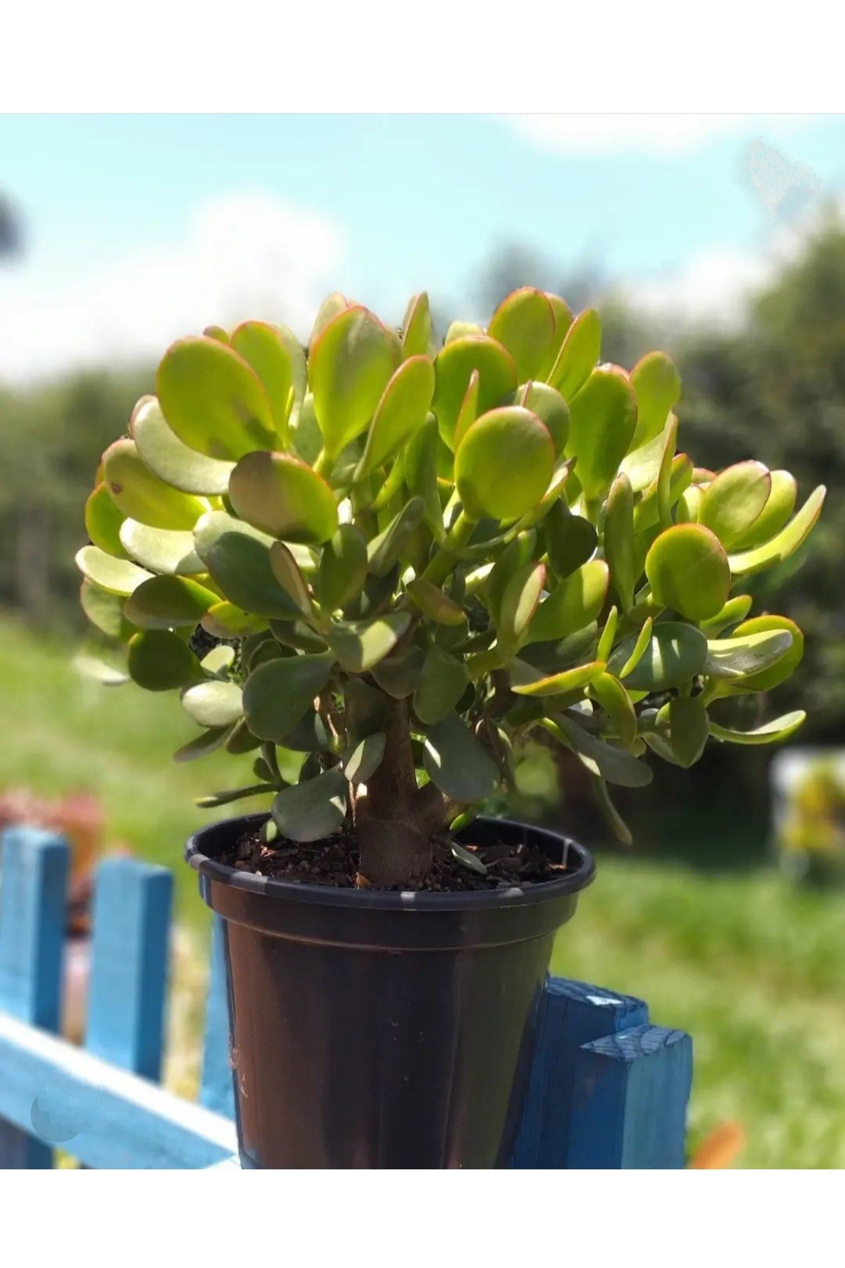 Para ağacı Para çiçeği Bereket ağacı Crassula Ovata Üretim saksısında