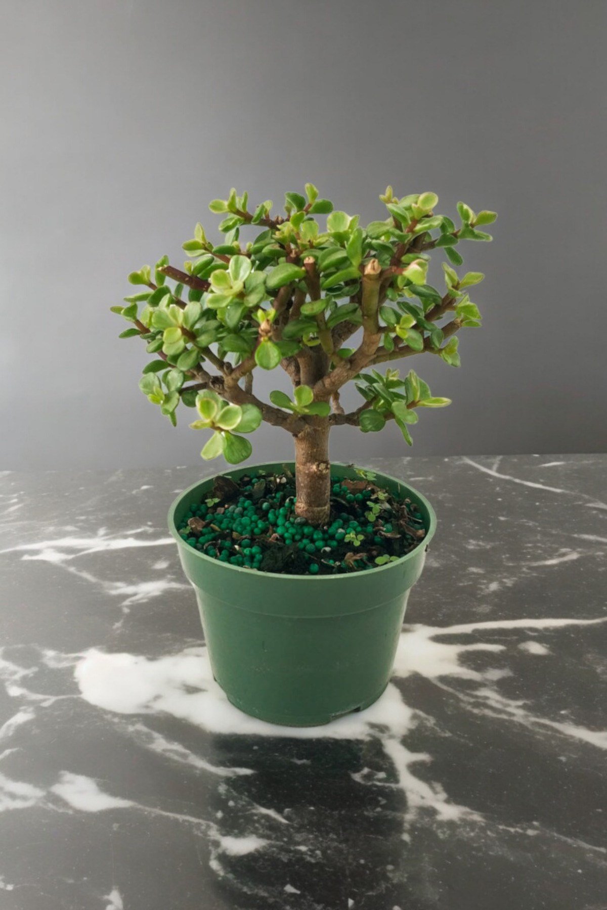 Para bonsai orta boy odunsu gövde Afra para çiçeği 001