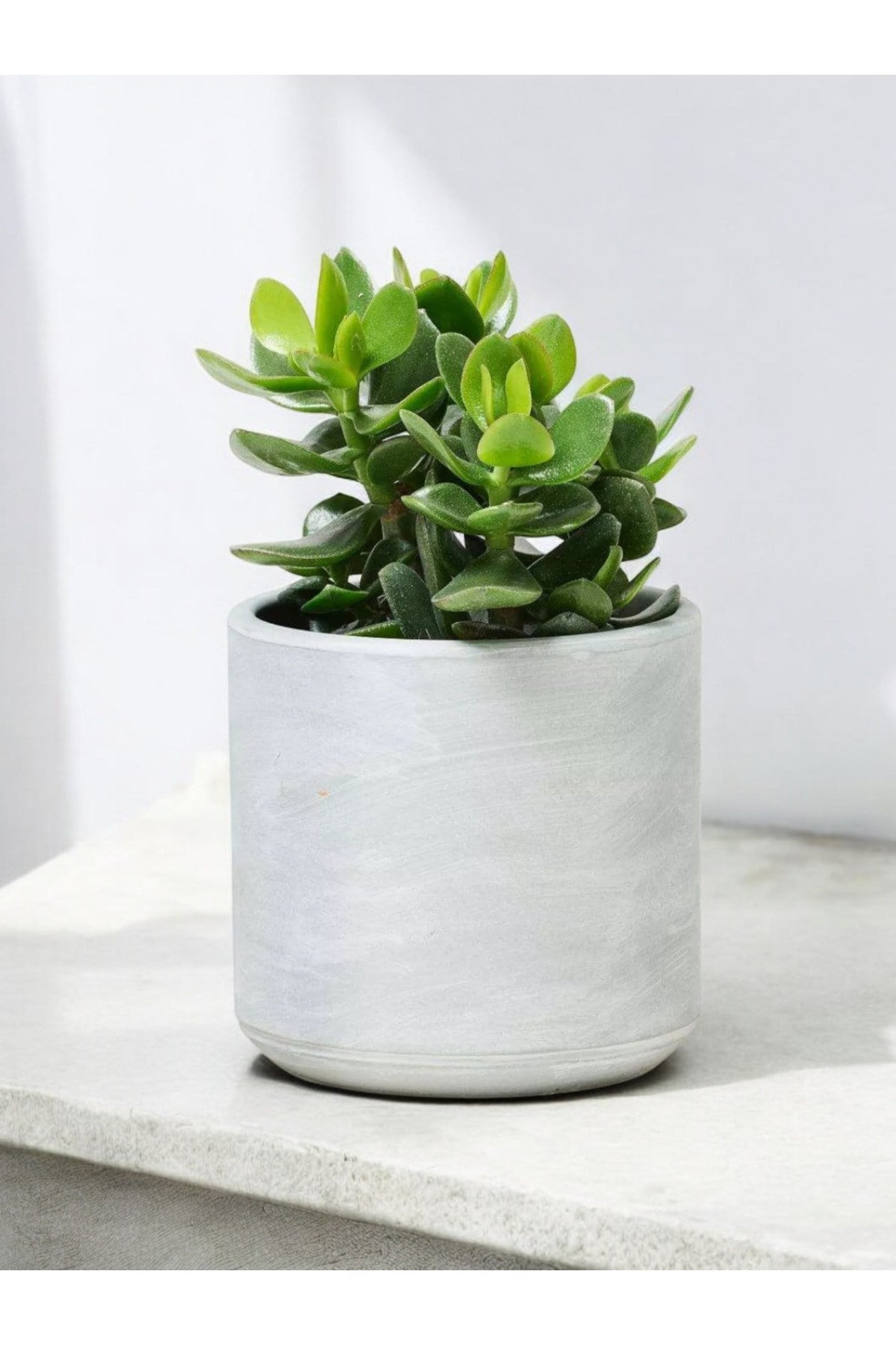 Para çiçeği 10-12 cm dekoratif saksıda para ağacı