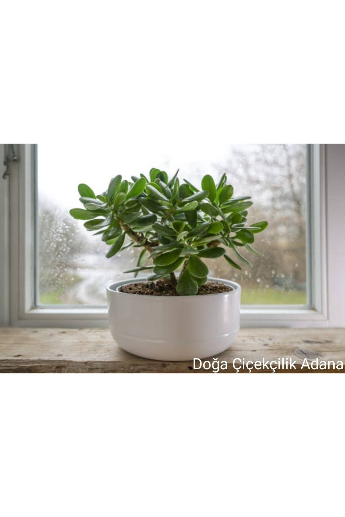 Para Çiçeği Bereket Ağacı Crassula Ovata
