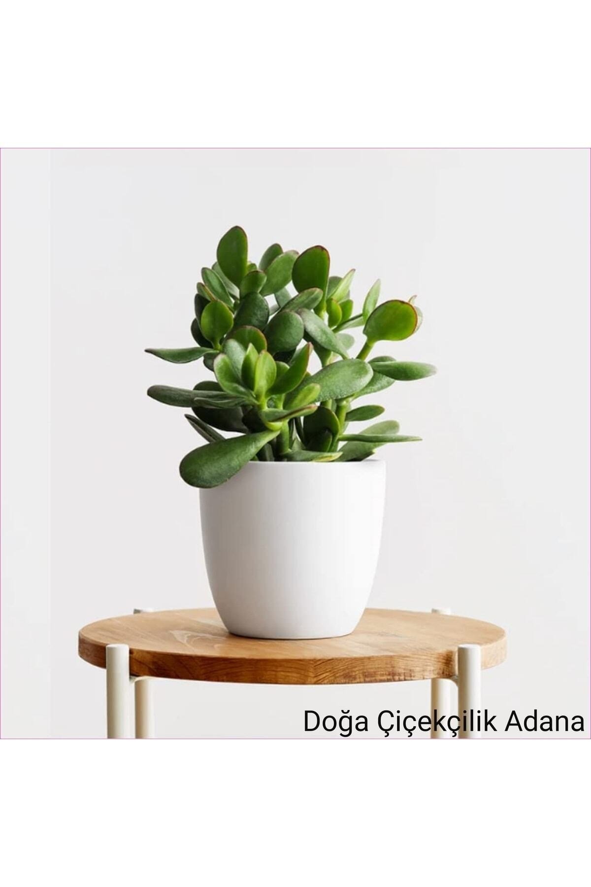 Para Çiçeği Bereket Ağacı Crassula Ovata