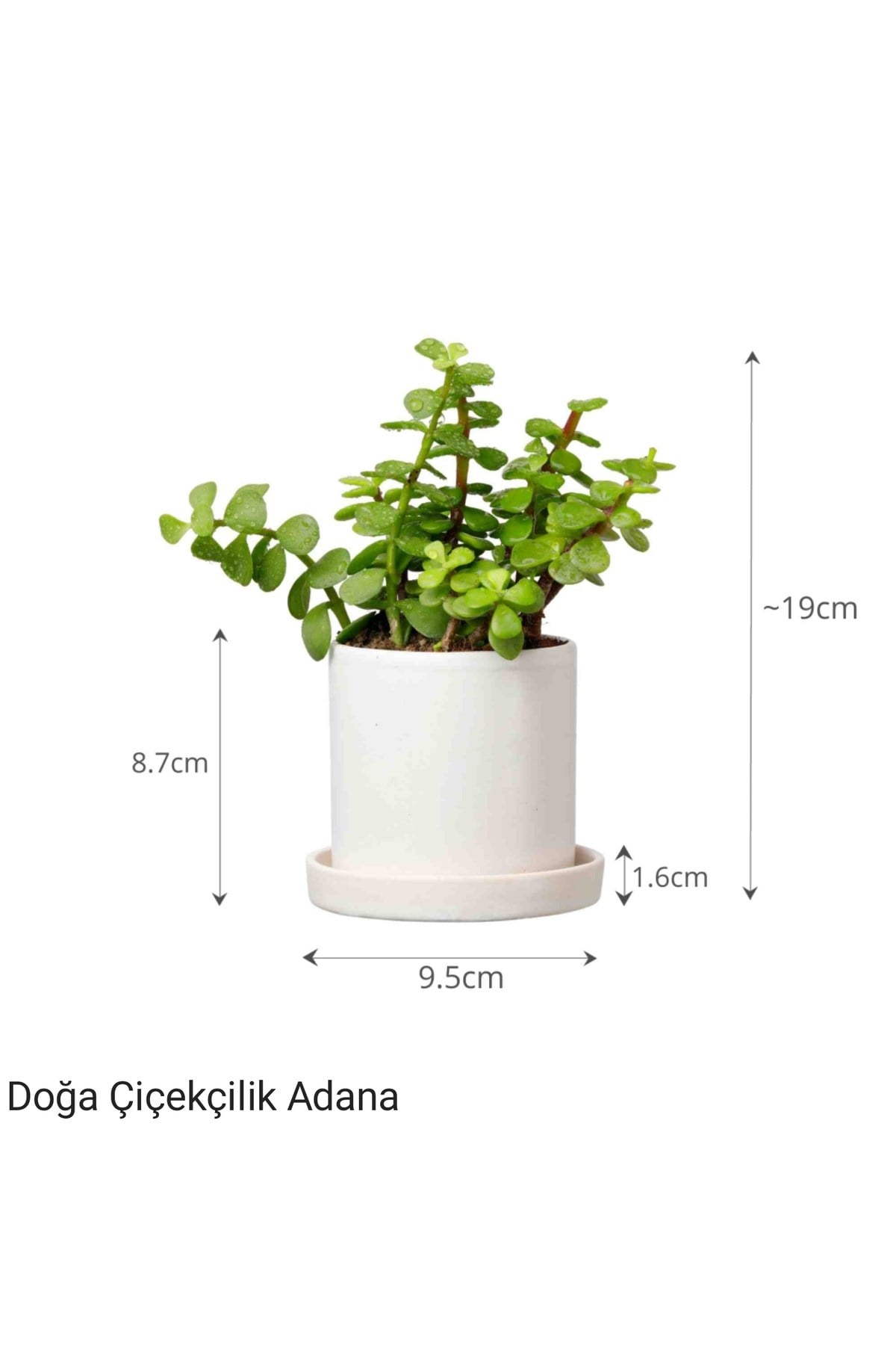 Para Çiçeği Özel Saksıda Afra Portulacaria