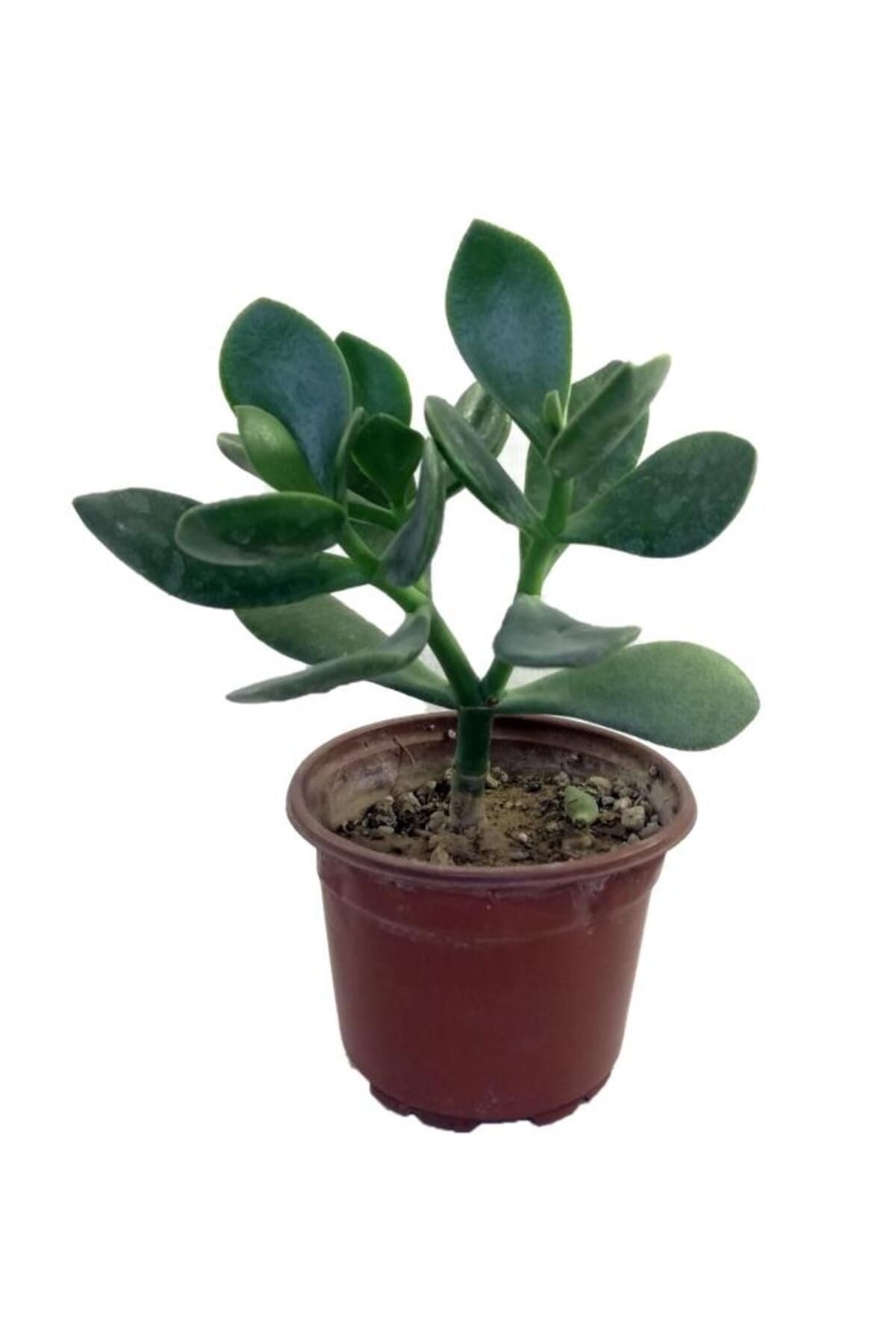 Para Çiçeği Sukulent 10-20 cm Money Flower Succulent
