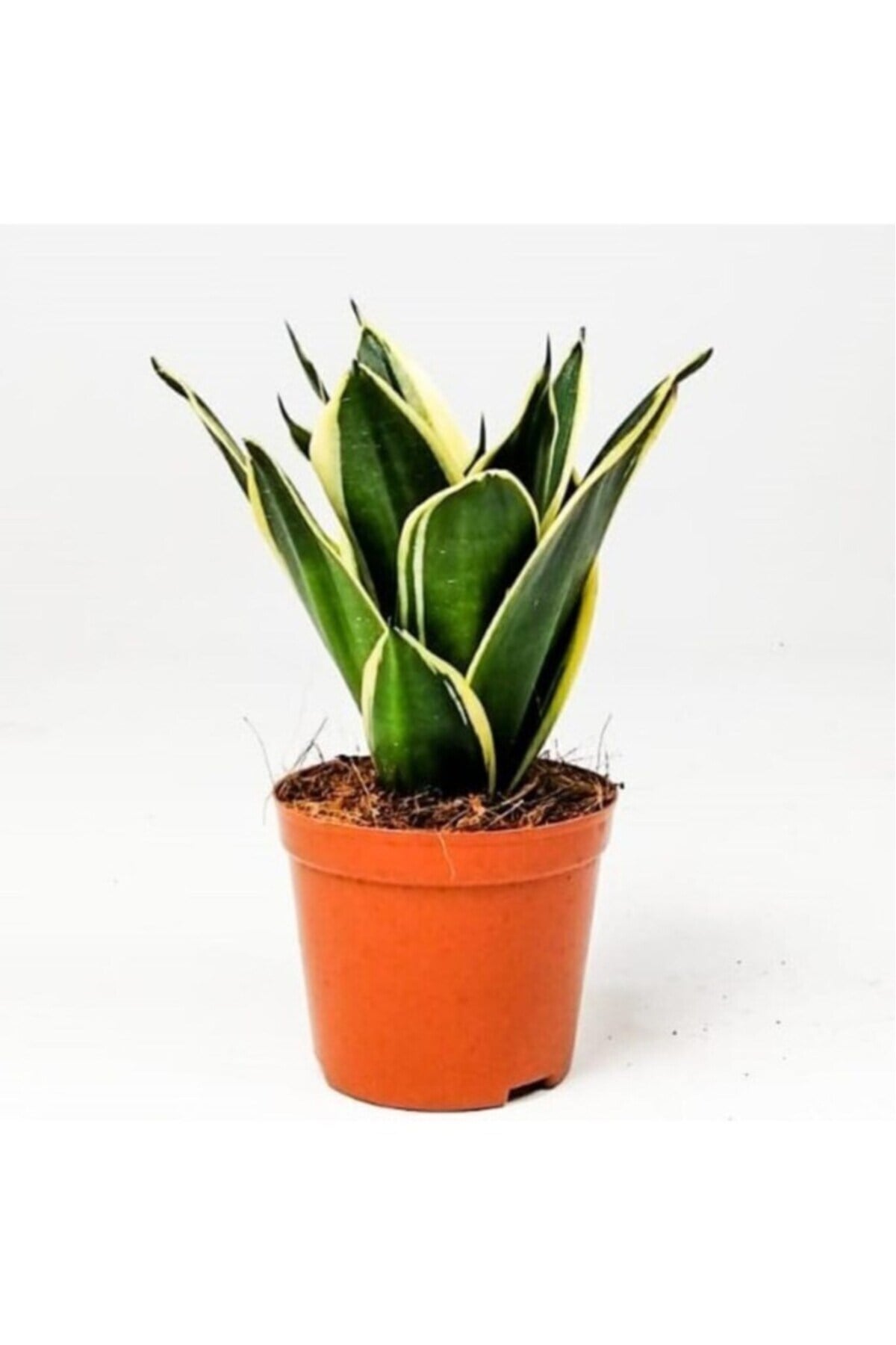 Paşa Kılıcı Peygamber Kılıcı Çiçeği Fidanı 10-20 cm