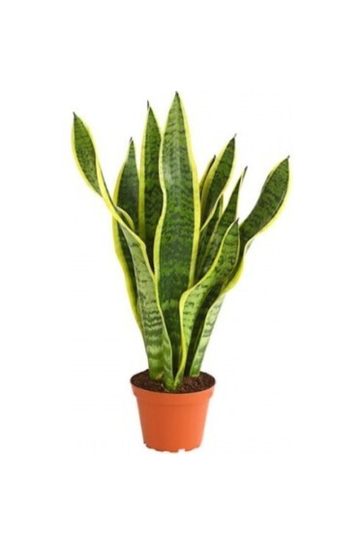 Paşa Kılıcı- Sansevieria- Peygamber Kılıcı