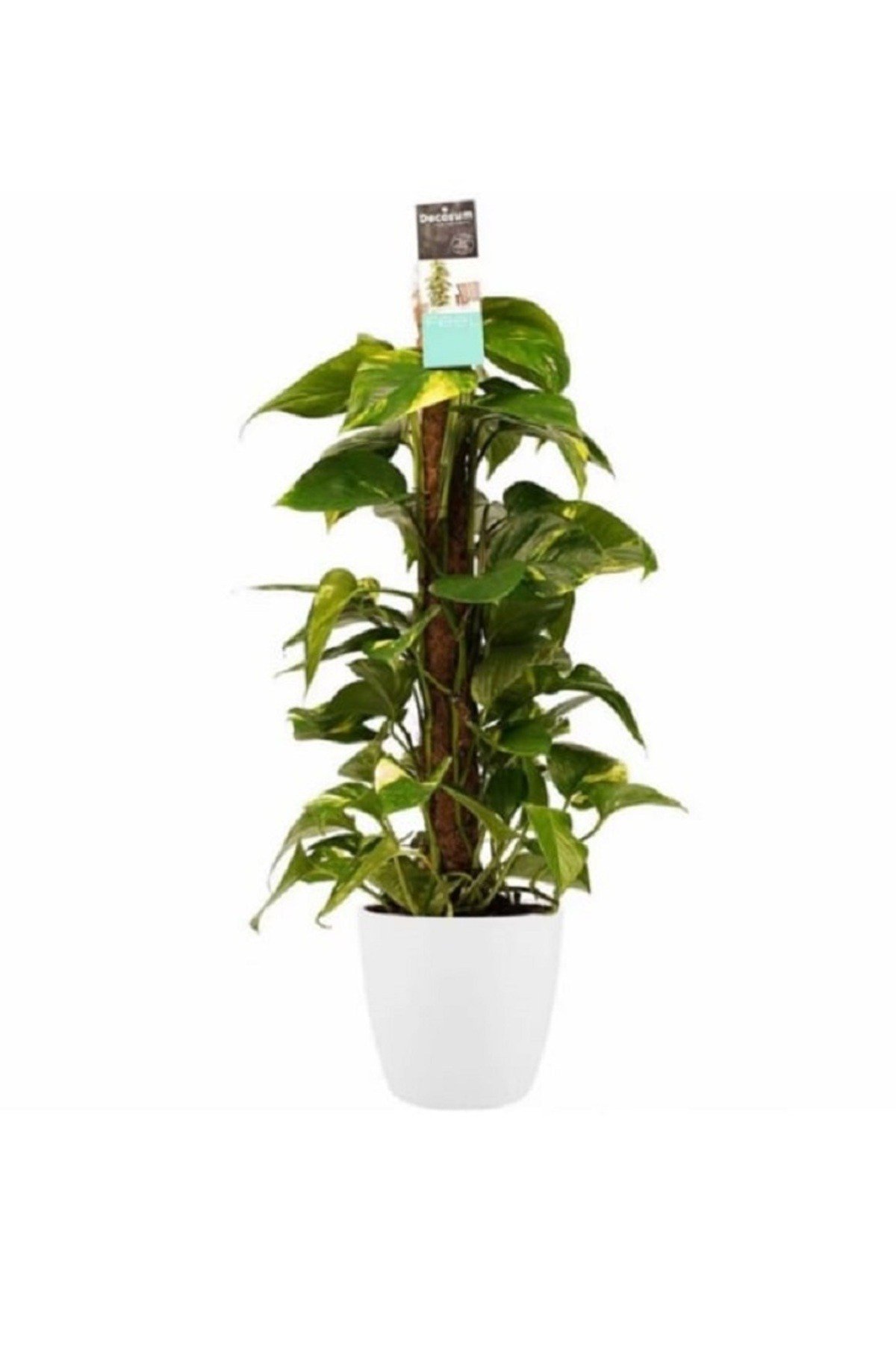Patos Salon Sarmaşığı 100cm Bitkisi Dekoratif Saksılı Pothos Sarmaşığı