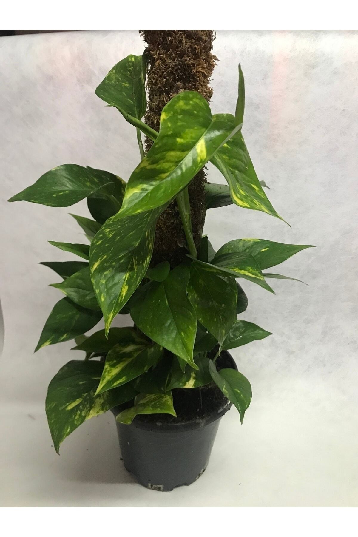 Patos Salon Sarmaşığı 40-50cm