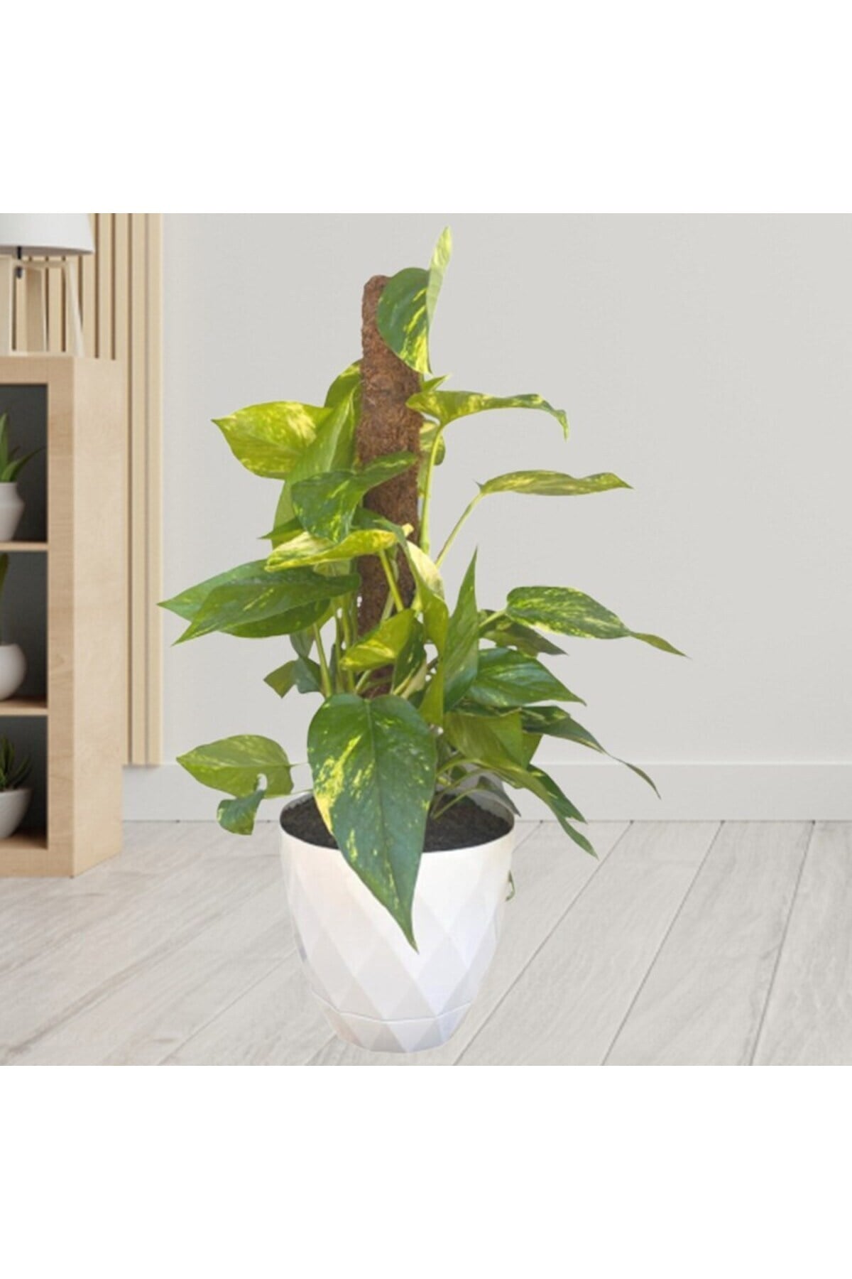 Patos Salon Sarmaşığı 60cm Beyaz Saksılı