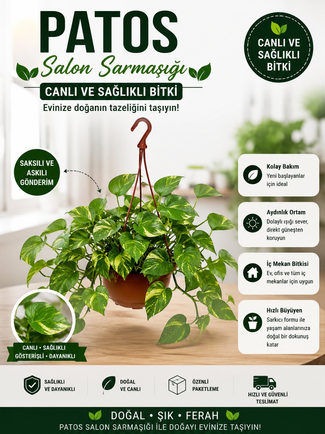 Patos   Salon Sarmaşığı