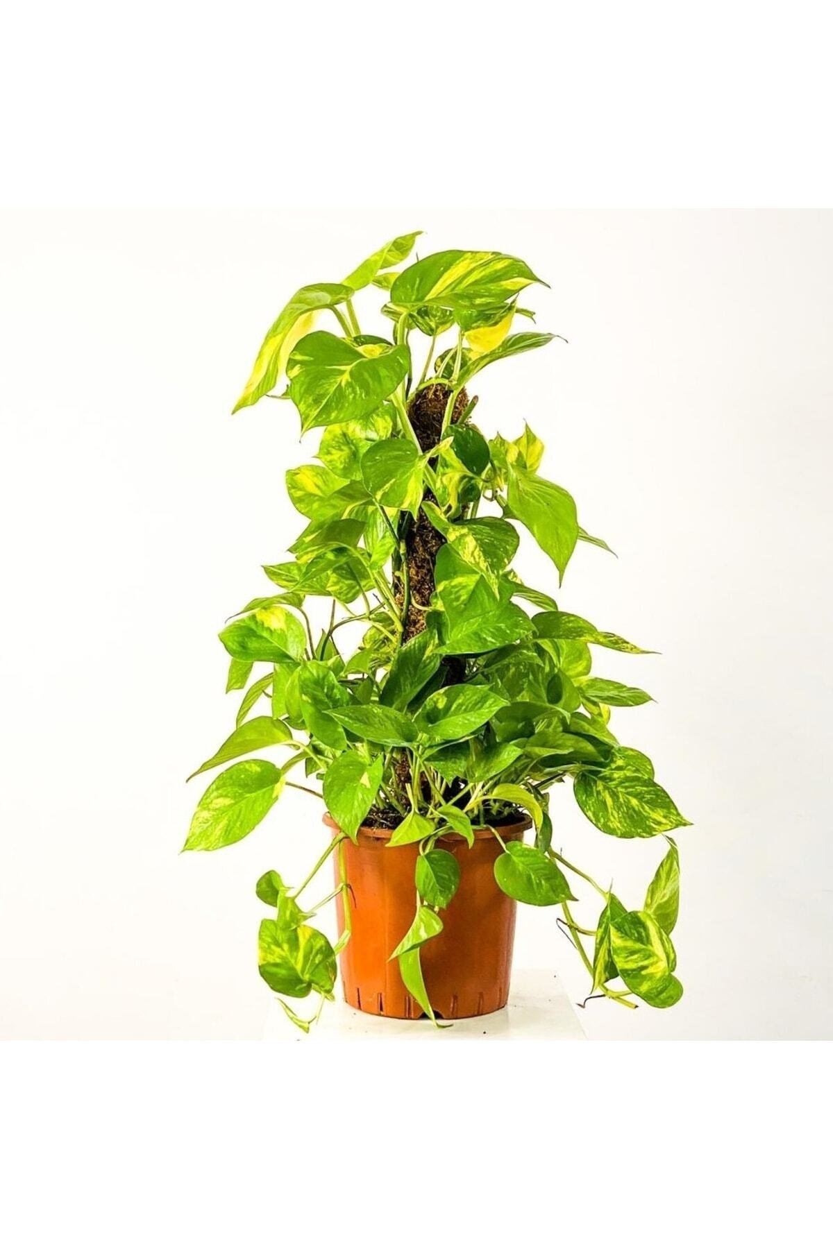 Patos - Salon Sarmaşığı - Epipremnum Aureum