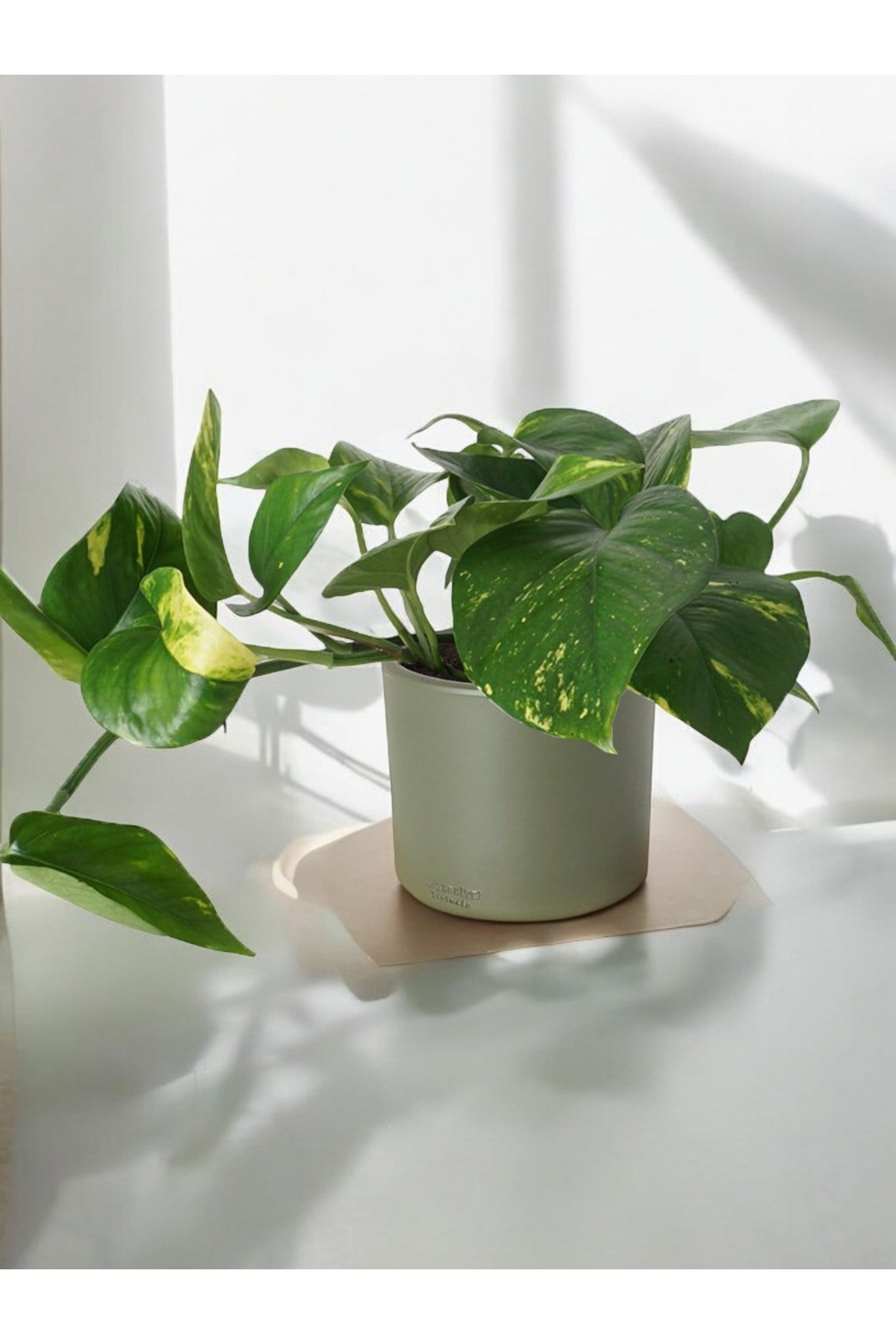 Patos sarmaşığı dekoratif taş saksı da