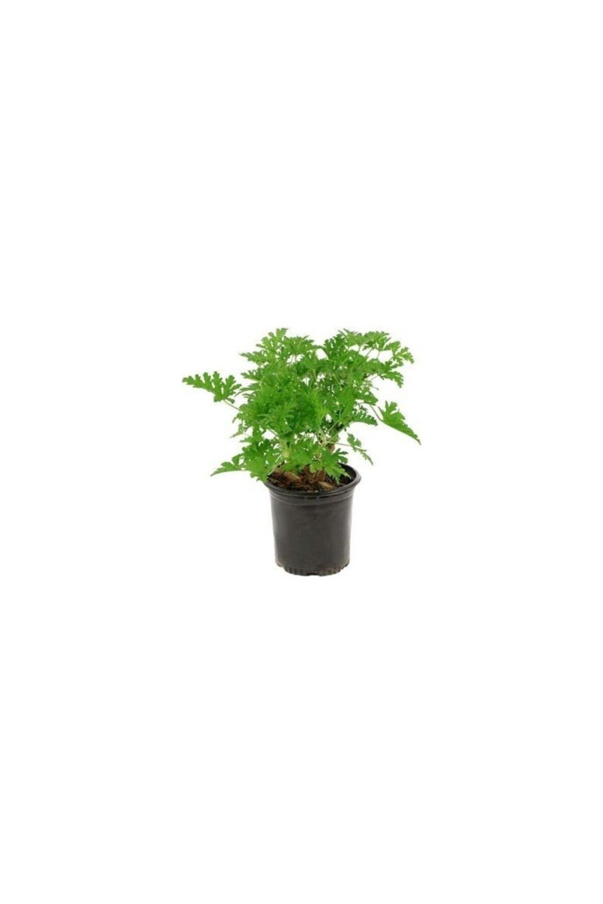 Pelargonium Odoratissimum Itır Bitkisi Orta Boy