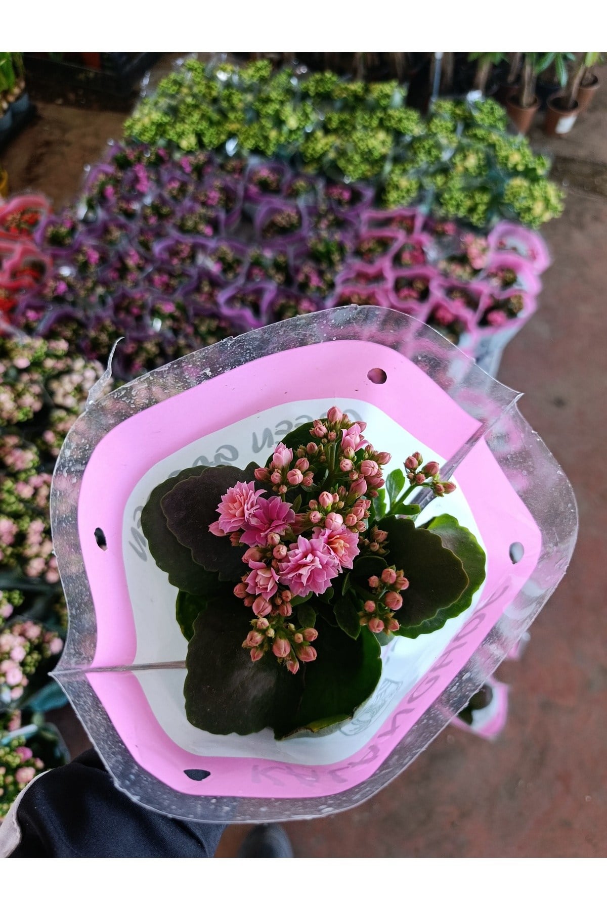 Pembe Kalanchoe Kalandiva Canlı Çiçek - Hediyelik, Dayanıklı Ev Bitkisi