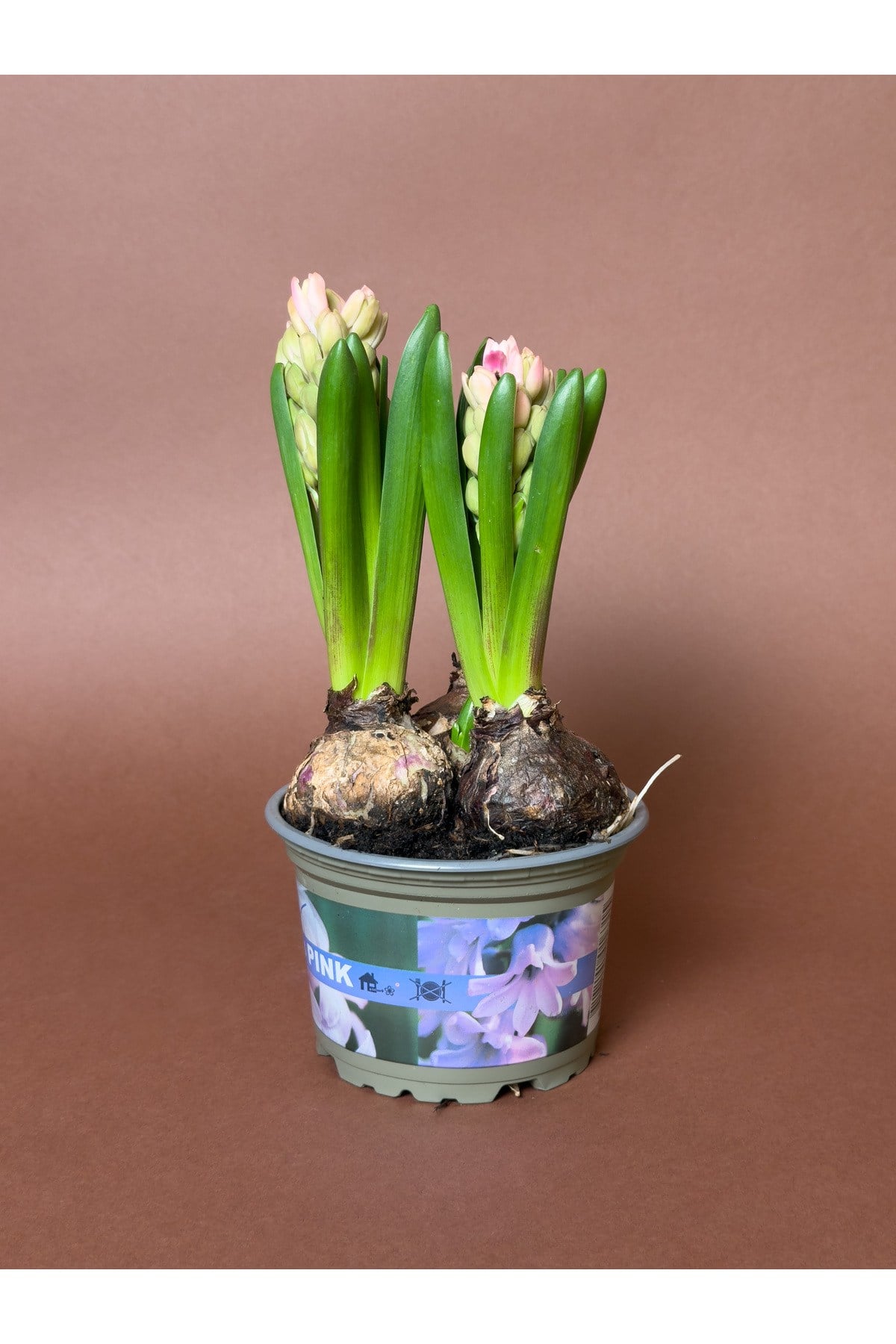 Pembe Sümbül (Hyacinthus Orientalis) – 15 cm – Kokulu Çiçekli Form