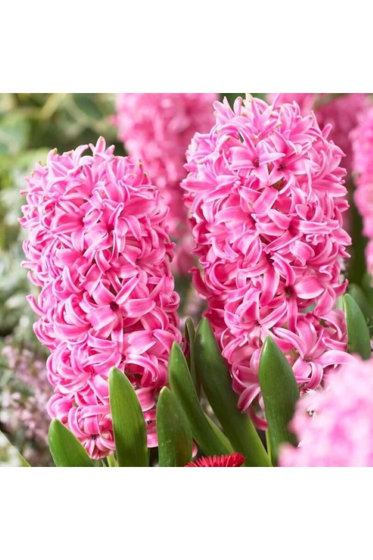 Pembe Sümbül Soğanı 
