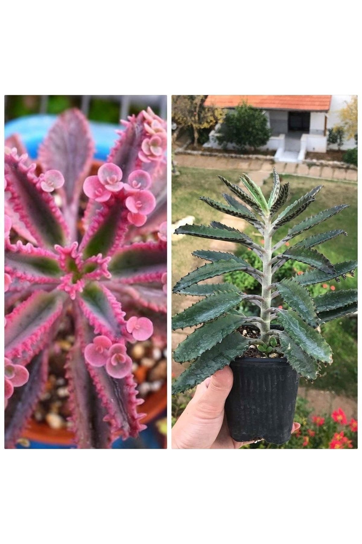 Pembe Ve Yeşil Aşkın Gözyaşı