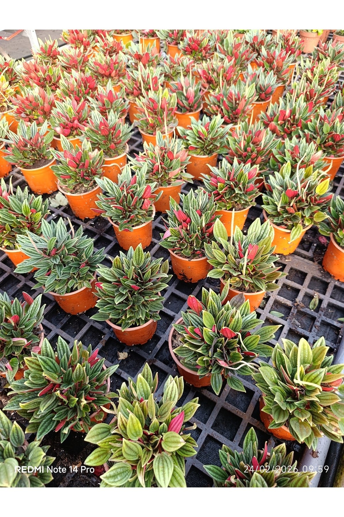 Peperomia Rosso Canlı Salon Bitkisi – Kırmızı Yapraklı Dekoratif Saksı Çiçeği Umut bitkisi