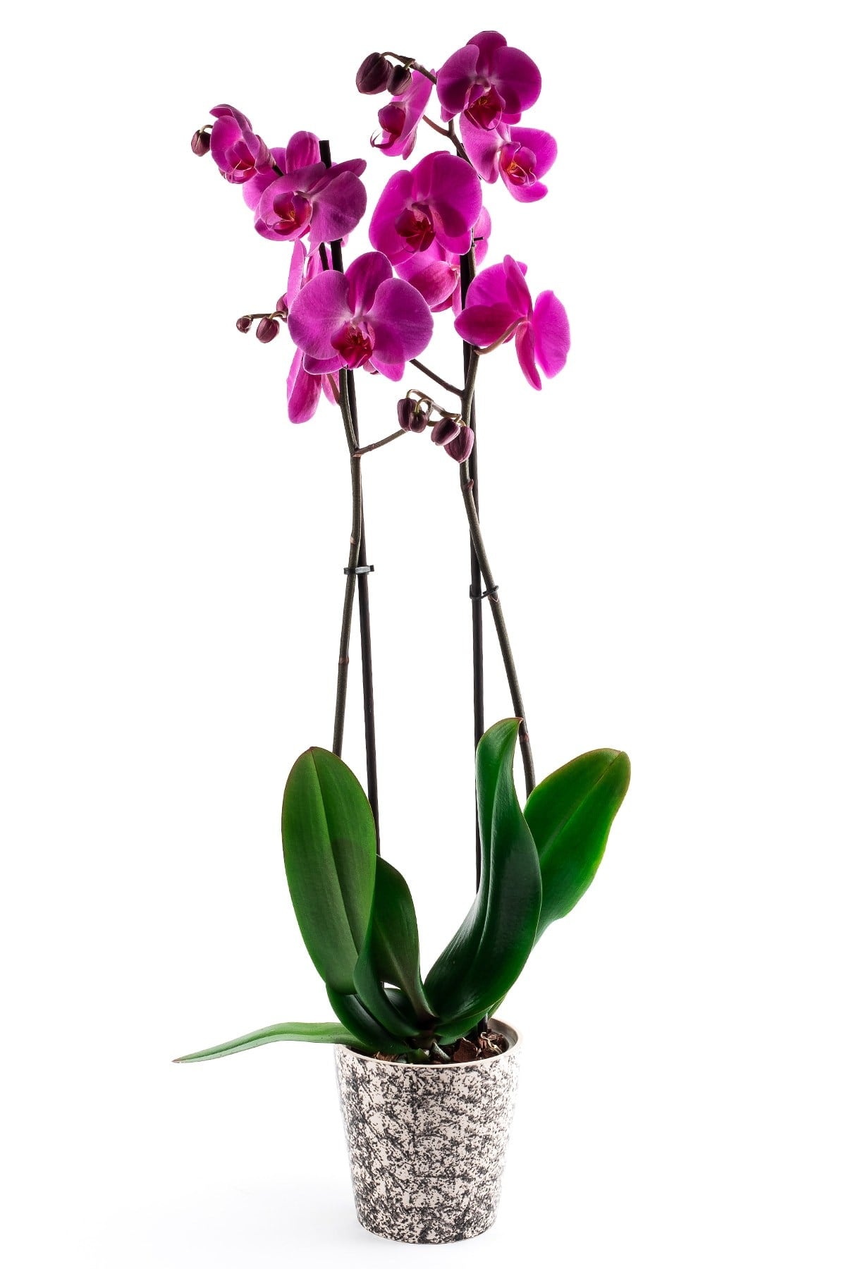 Phalaenopsis Orkide Çiçeği