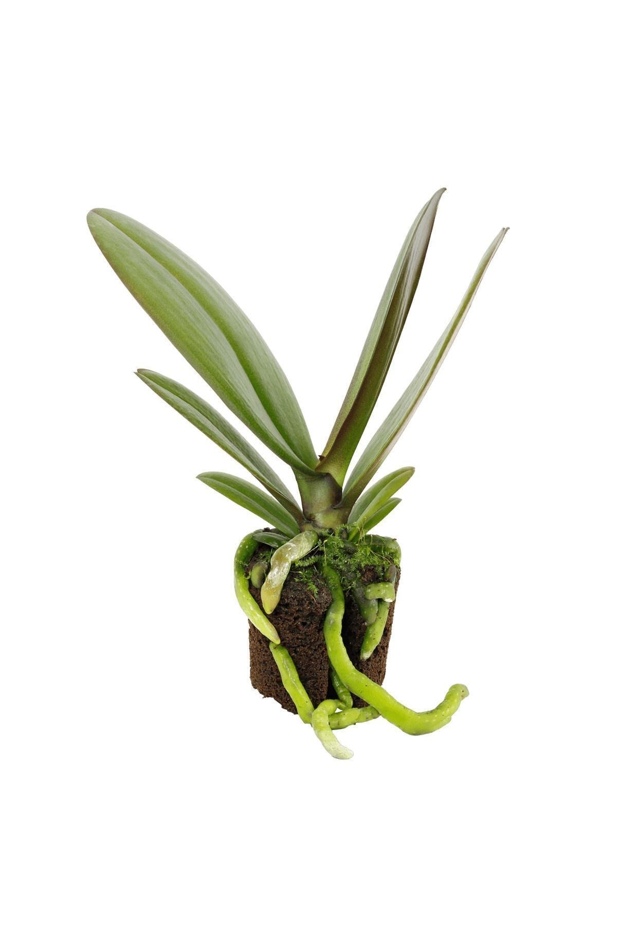 Phalaenopsis Orkide Fidesi