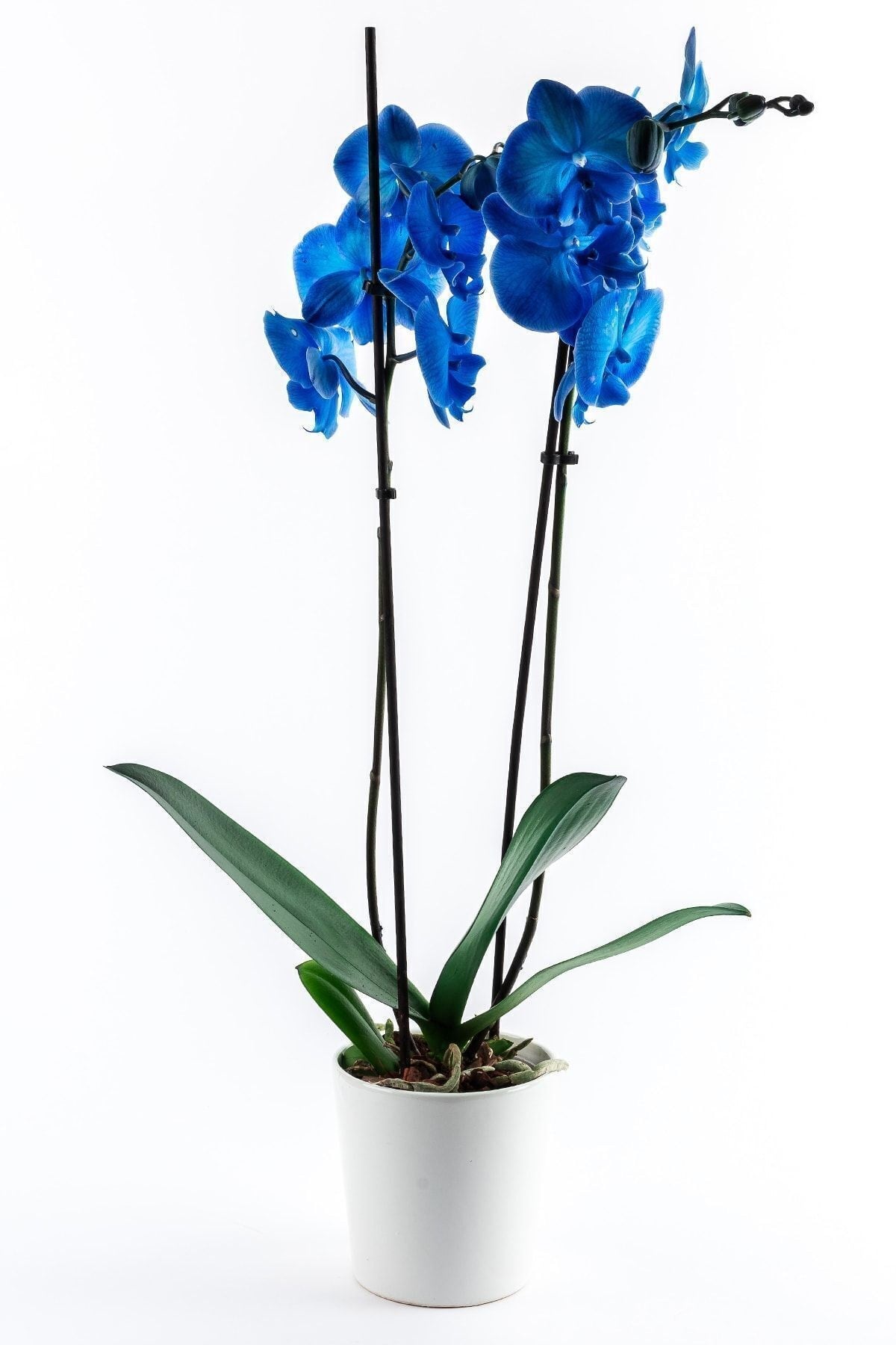 Phalenopsis Mavi Orkide Çiçeği 70-80 cm 2 Dallı Canlı Çiçek Bb0001