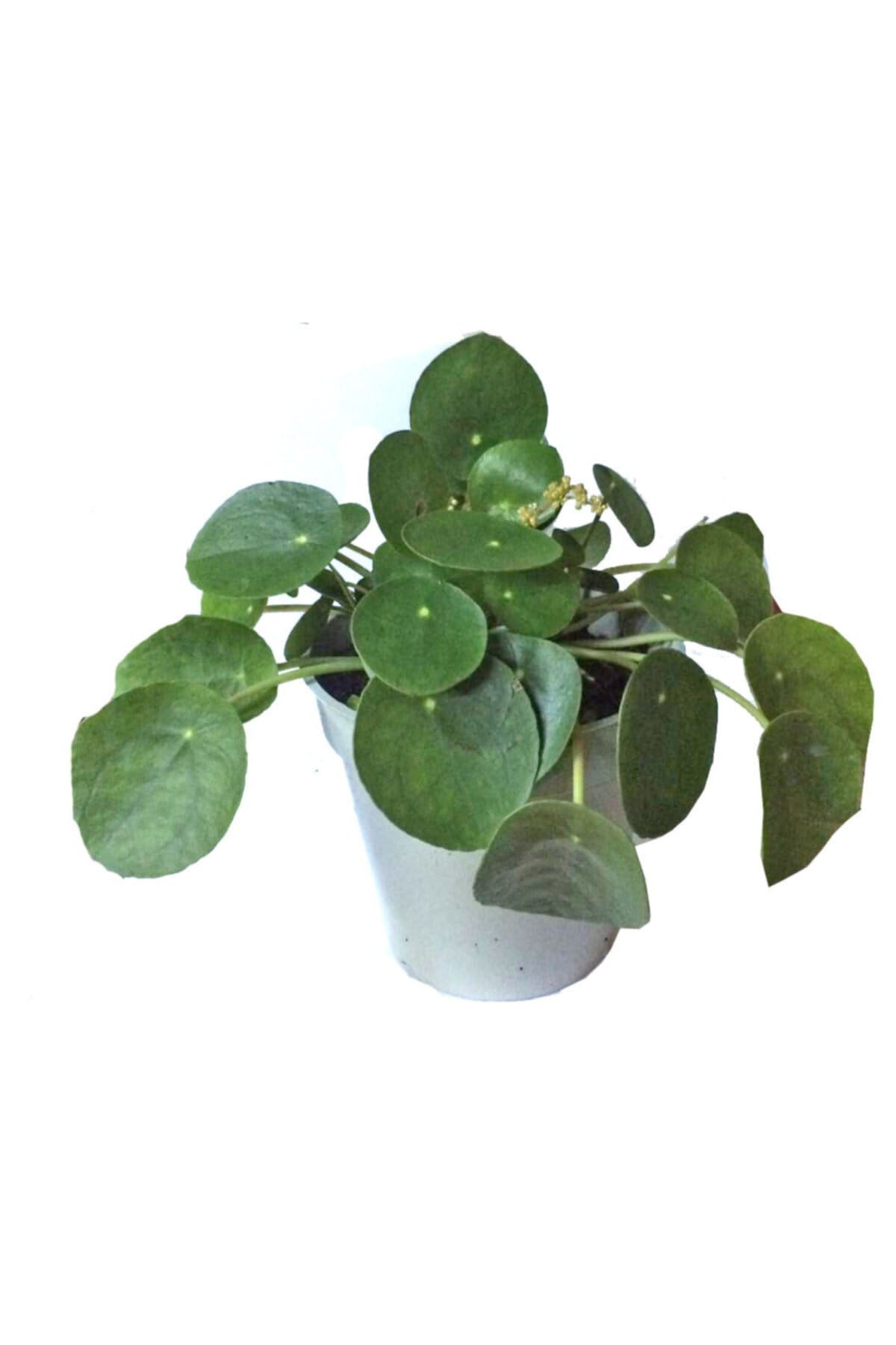 Pilea 15 Cm Yavrulu