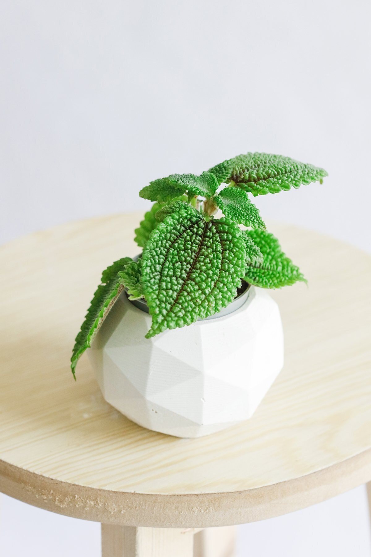 Pilea Moon Valley