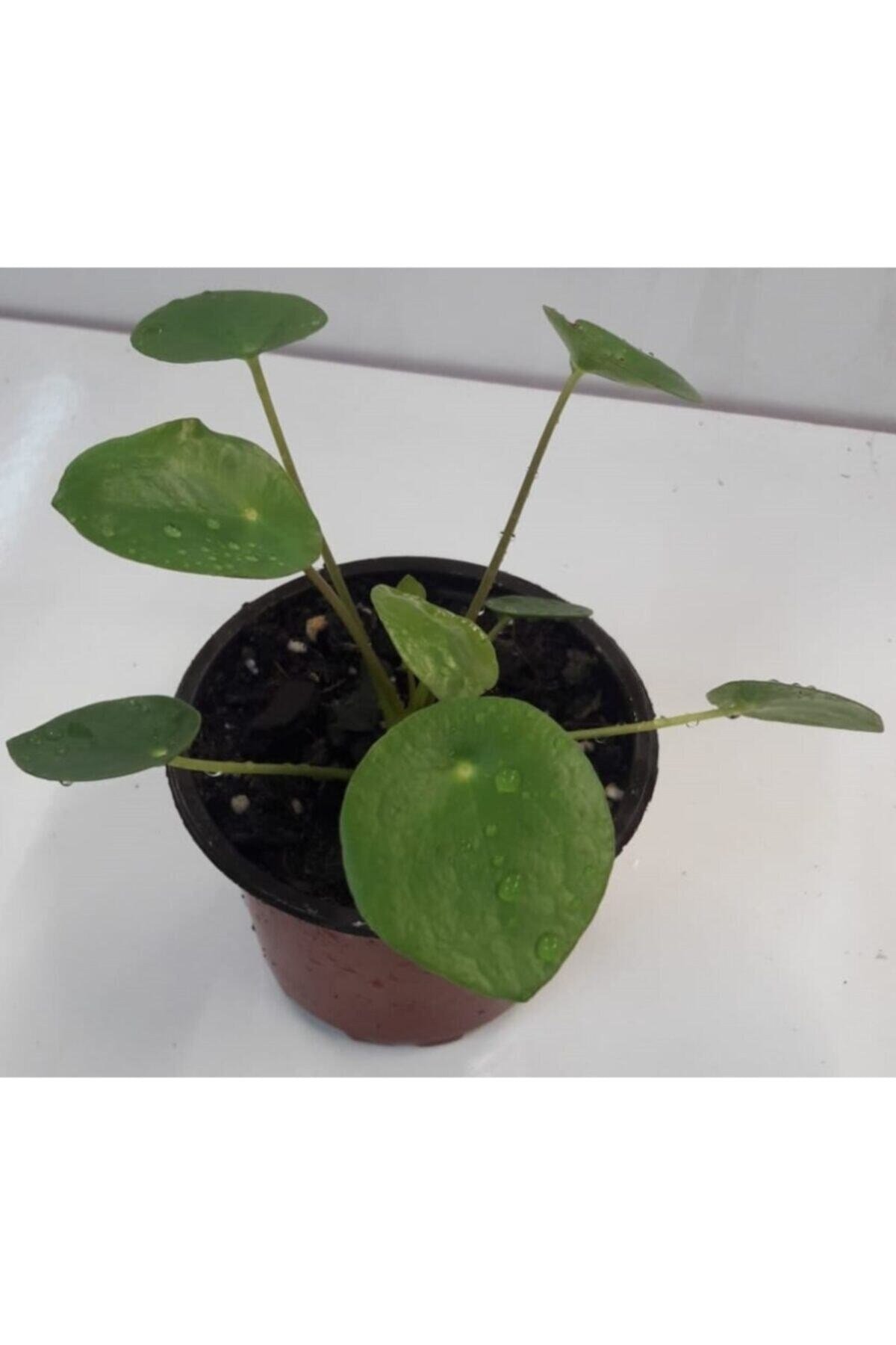 Pilea (para Çiçeği) 15-20 Cm Boylarında