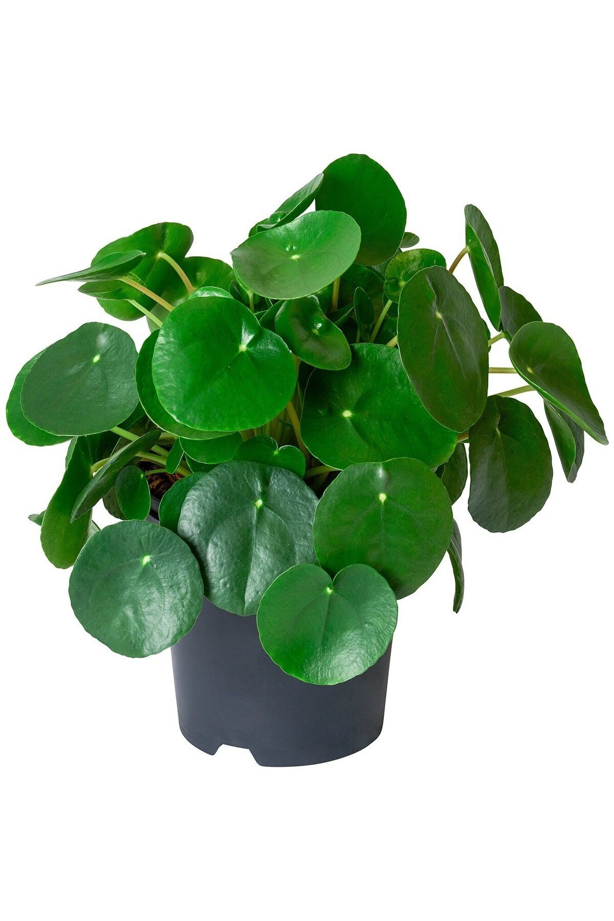 Pilea Para Çiçeği Fidanı 10-20 cm
