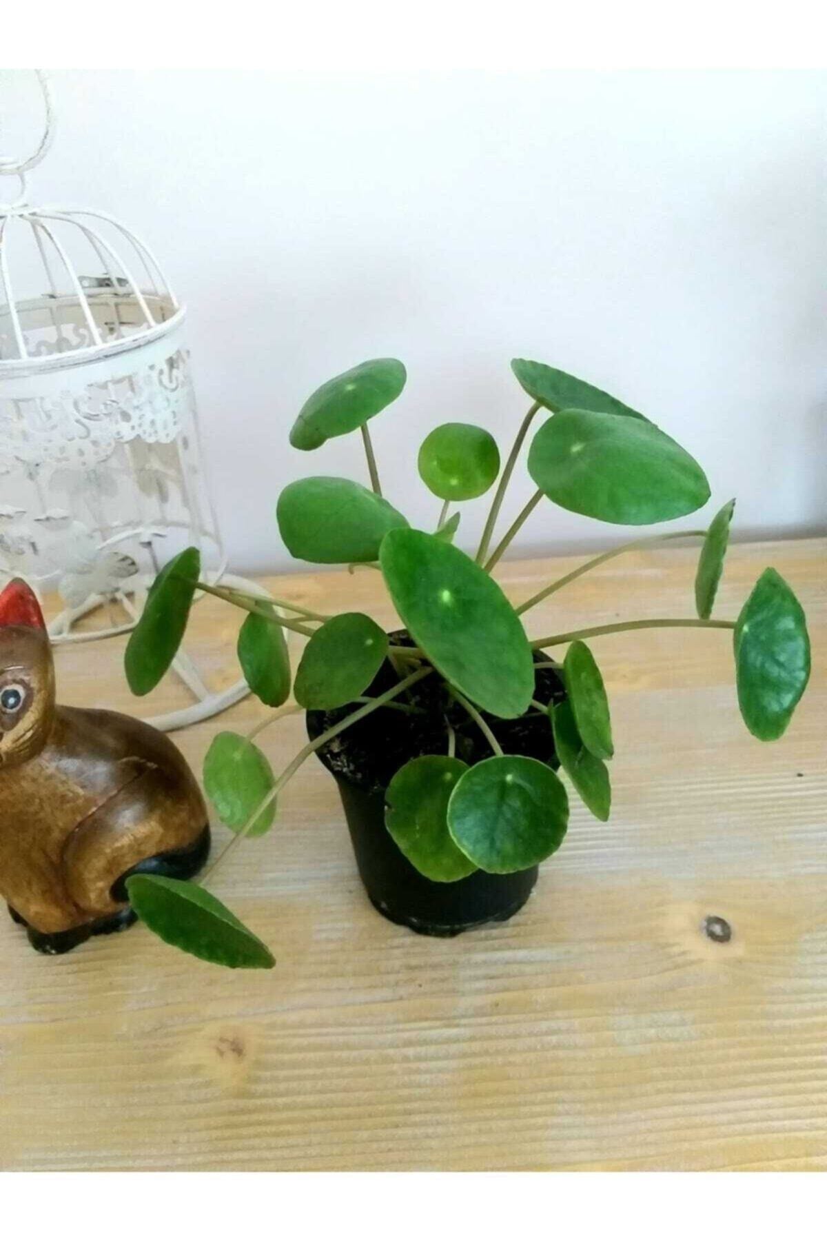 Pilea Peperomioides