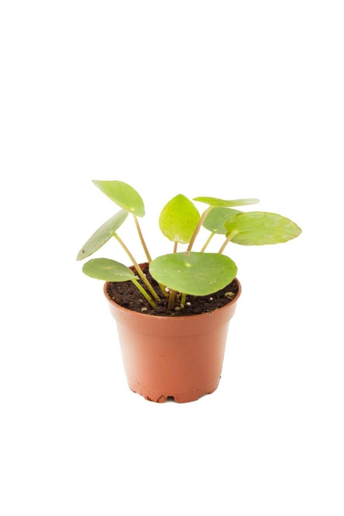 Pilea Peperomioides | Çin Para Ağacı 6cm Ø