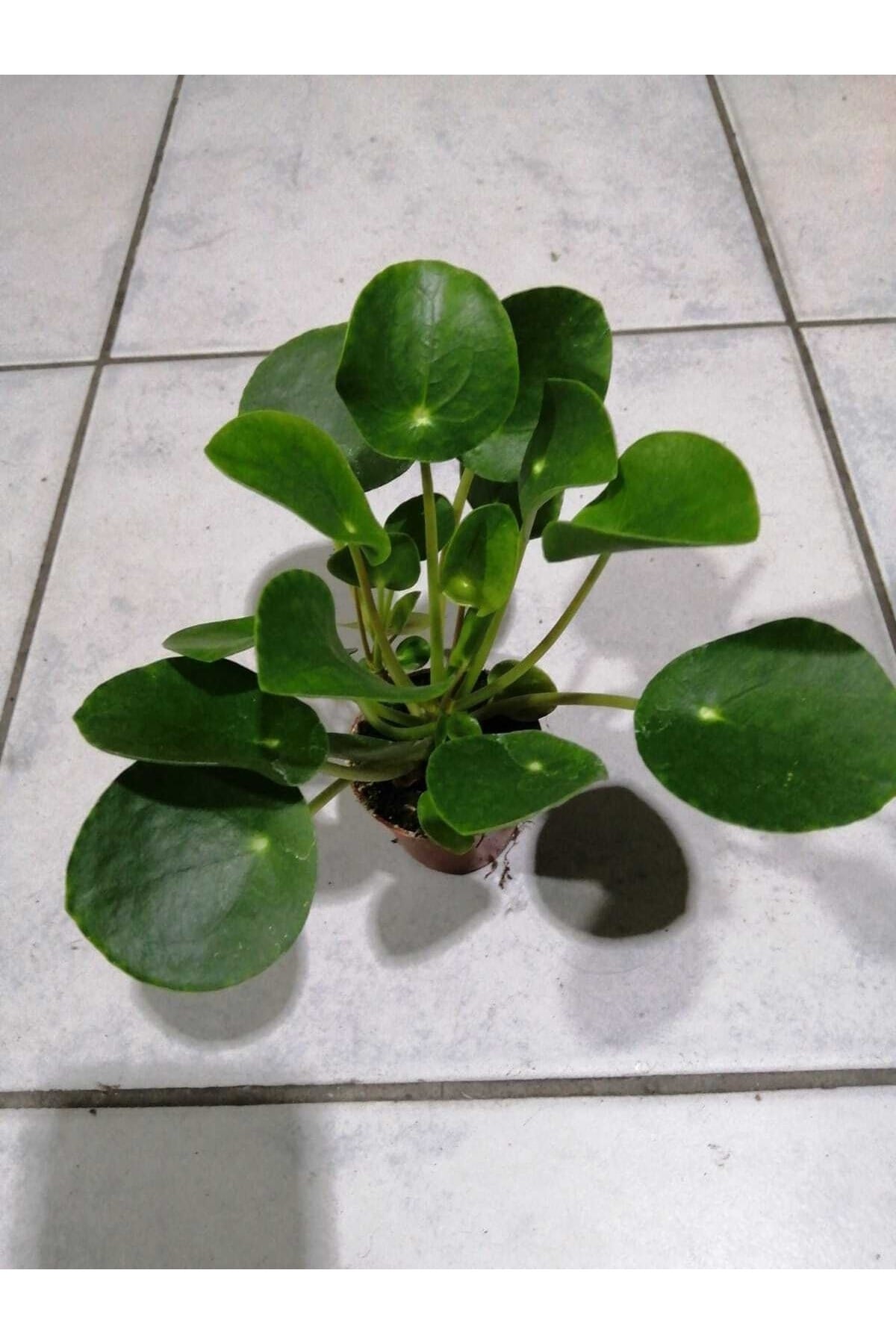 Pilea Peperomioides - Çin Para Ağacı