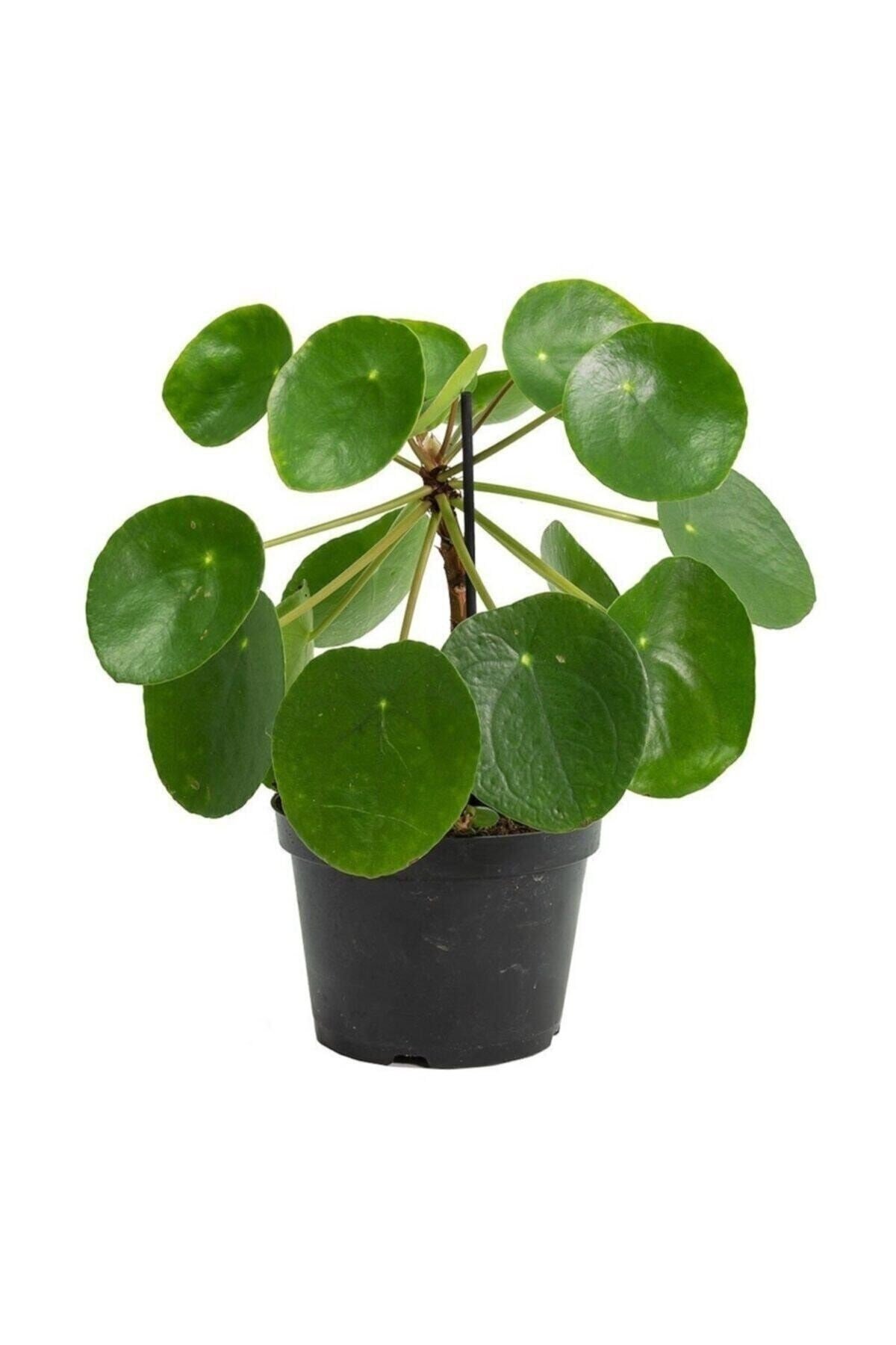 Pilea Peperomioides - Çin Para Ağacı - Ev Ofis Salon Iç Mekan Bitkisi - Saksı Çapı 12 Cm