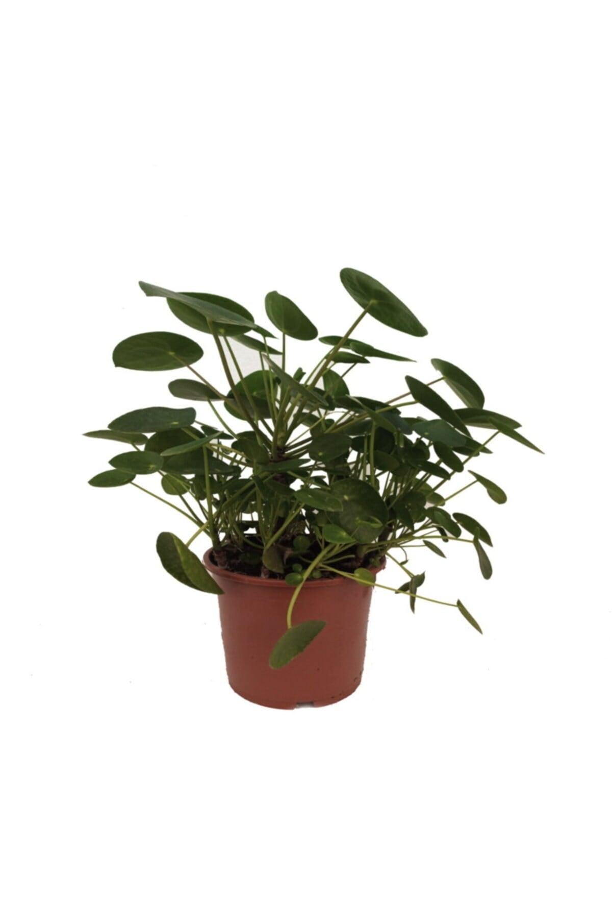 Pilea Peperomioides - Para Çiçeği - 27 Cm Plastik Saksıda