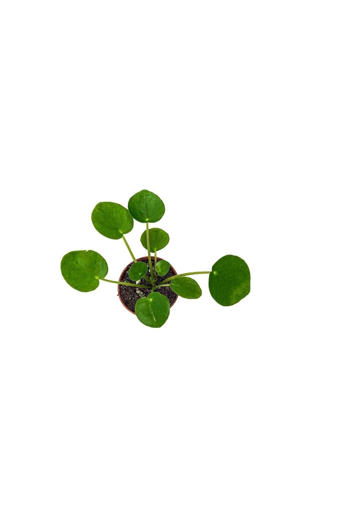 Pilea Peperoms Çin Para Çiçeği Çin Para Bitkisi