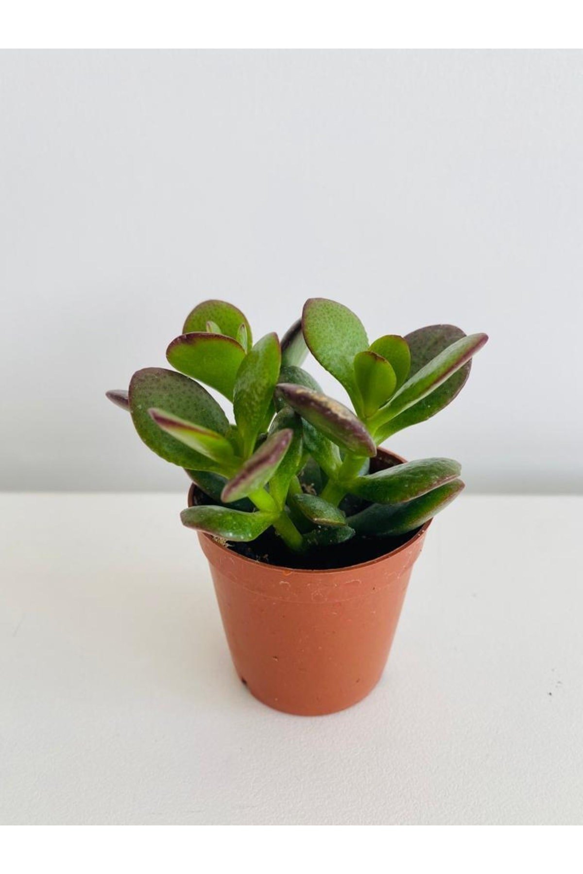 Plastik Saksıda Mini Para Çiçeği (crassula)