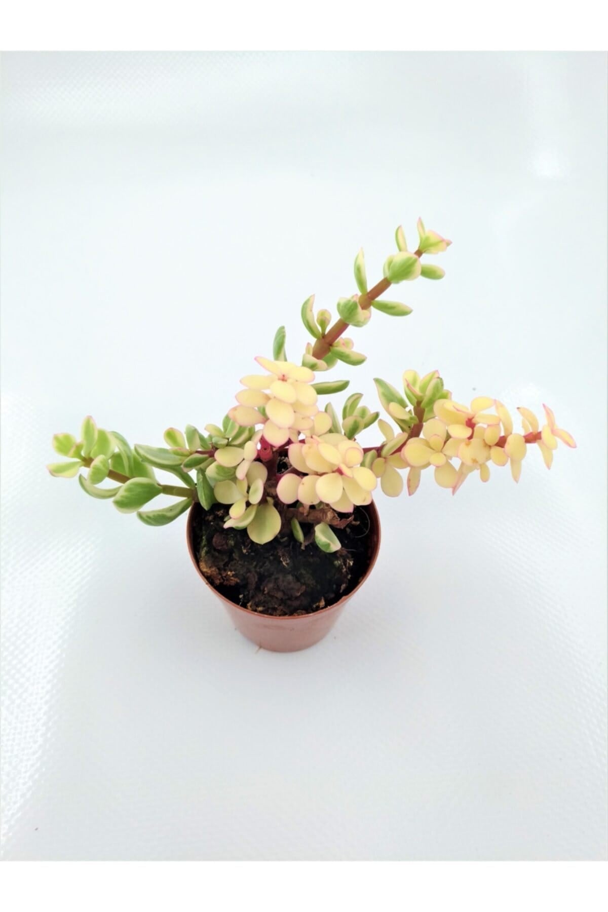 Portulacaria Afra Sukulent