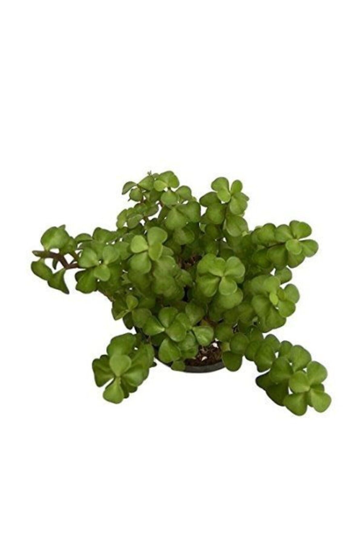 Portulacaria Afra Yayılıcı Yeşim Ağacı, Saksıda