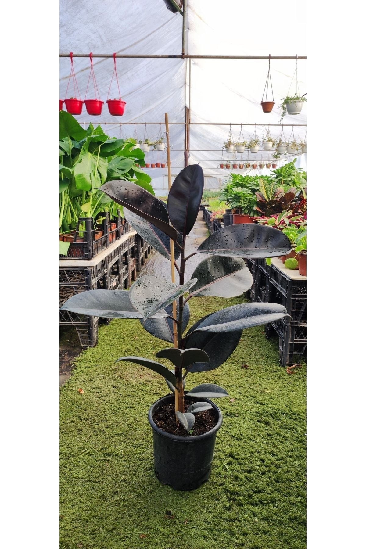 Red Ficus Elastica - Kırmızı Alacalı Kauçuk ( Ev Salon Ve Ofis Bitkisi ) ( 100-110 Cm Arasında )