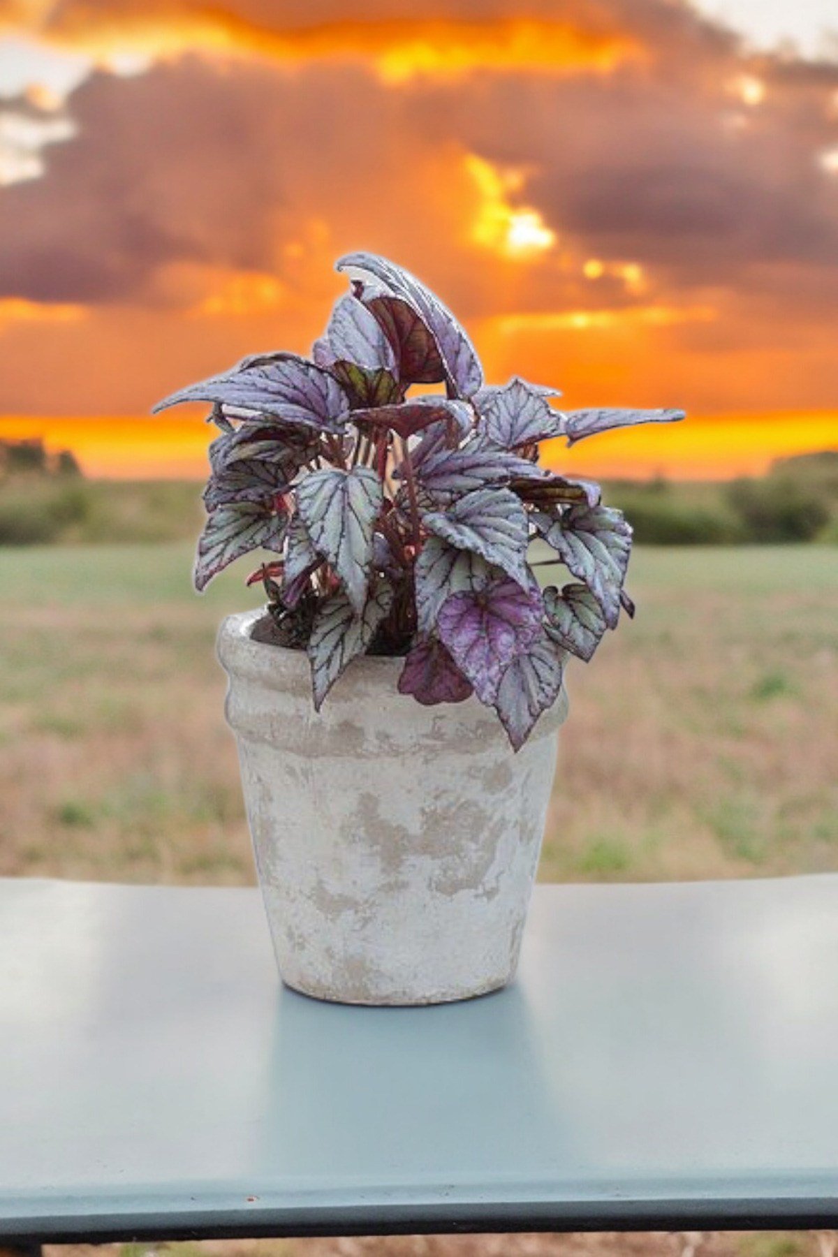 Rex Begonya Dekoratif Orkide Saksısında Begonia 01zau