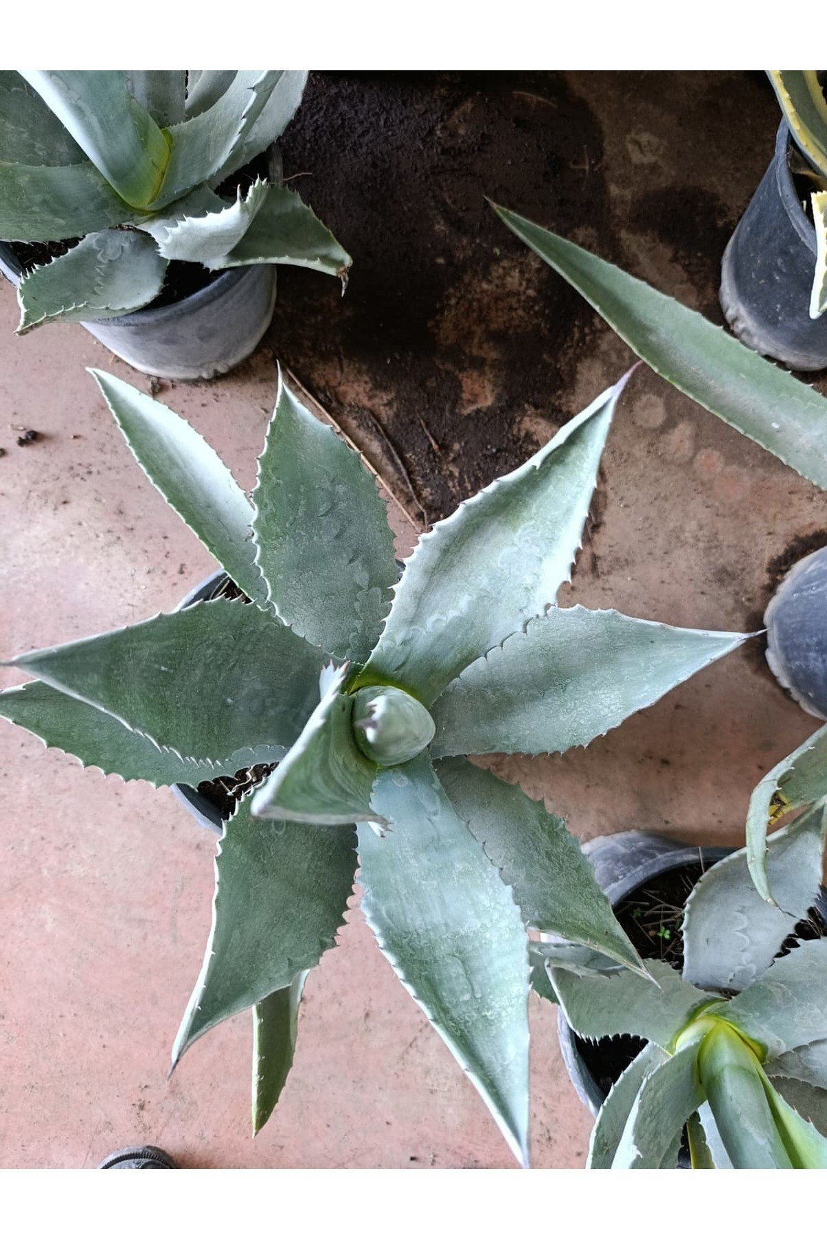 Sabır Ağacı (Agave americana) Koleksiyonluk ve Dayanıklı Sukulent 40-45 cm