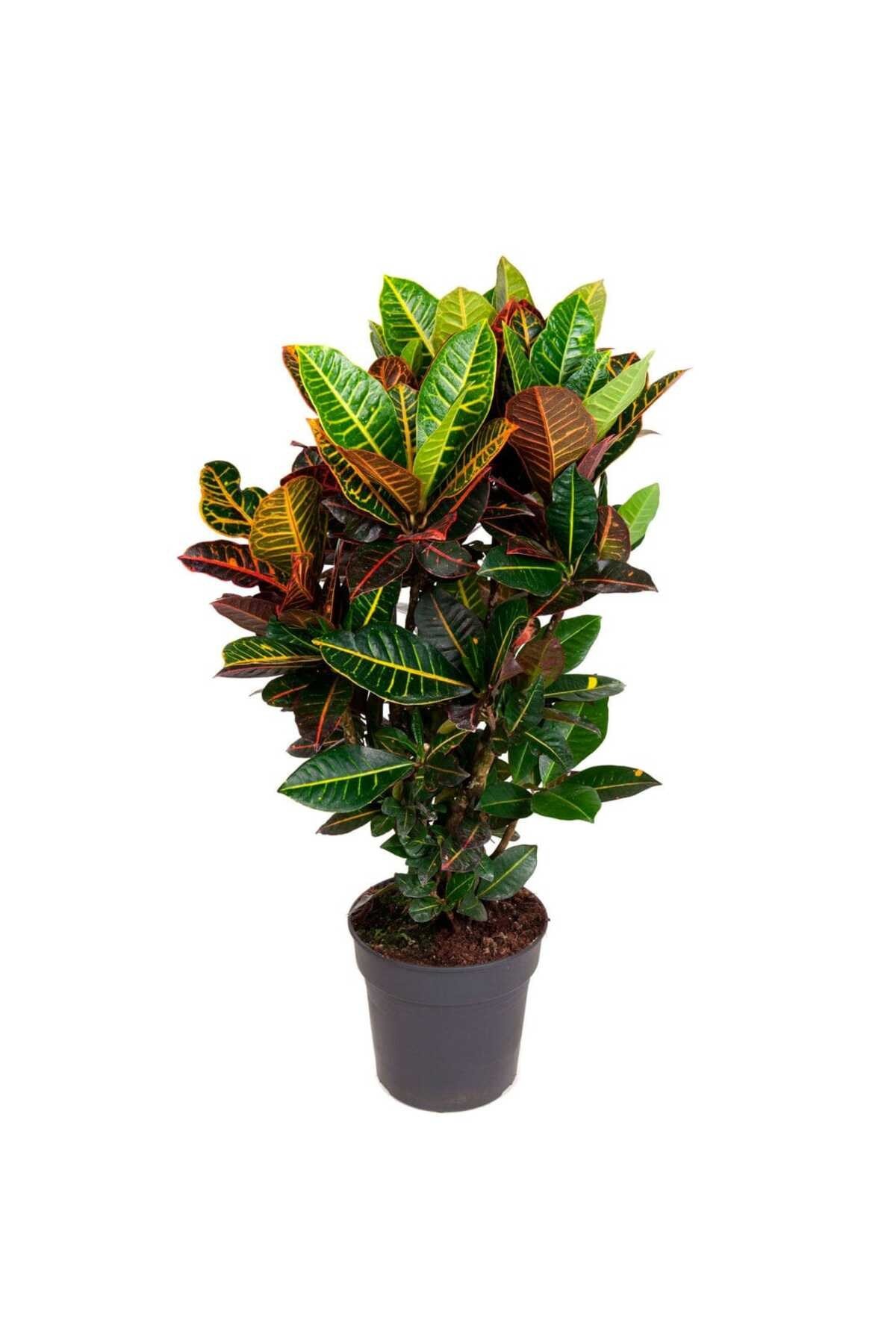 Saksıda Croton Petra Çiçeği