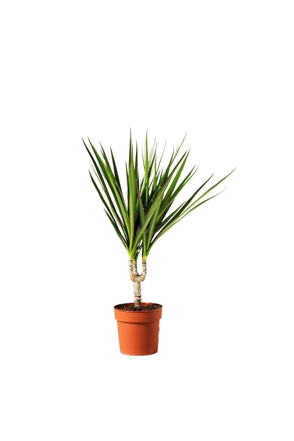 Saksıda Tek Gövdeli Dracaena Marginata