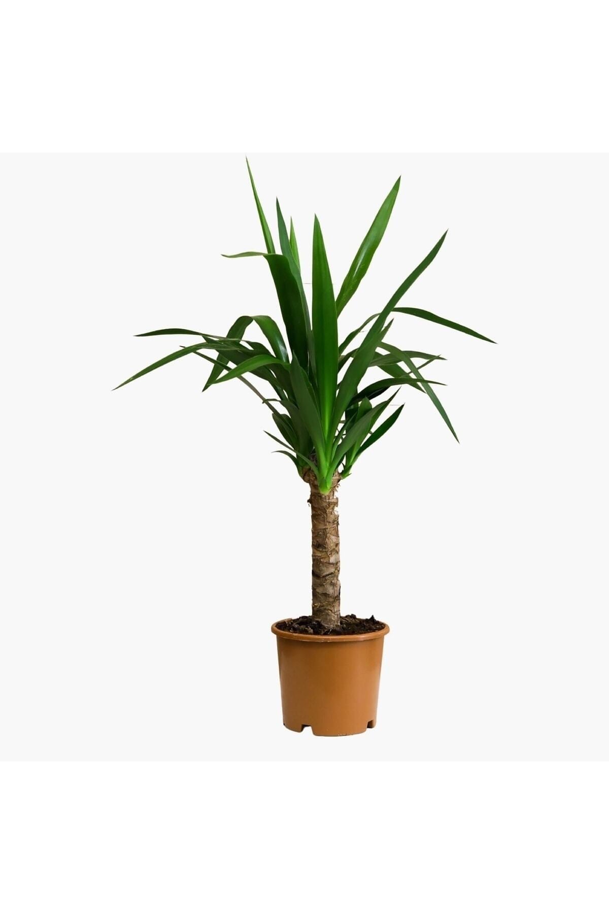 Saksıda Tek Gövdeli Yucca Elephantipes Avize Çiçeği