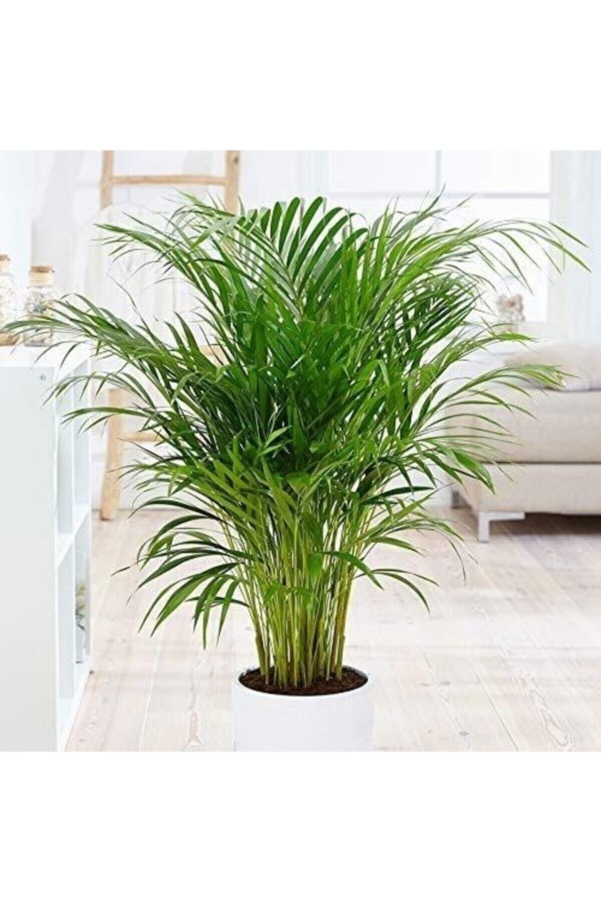 Saksılı Areka Palmiyesi 100 cm