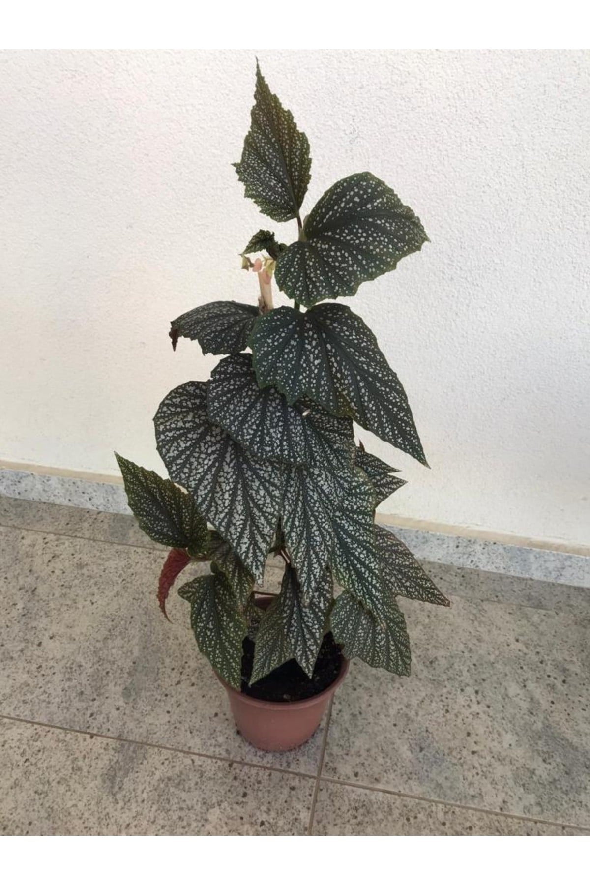 Saksılı Çilli Begonya Canlı Çiçek